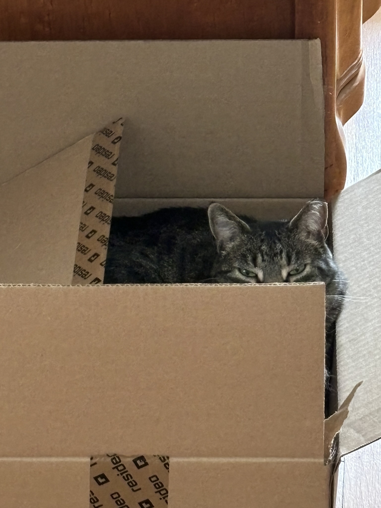 striped cat sitting in a box