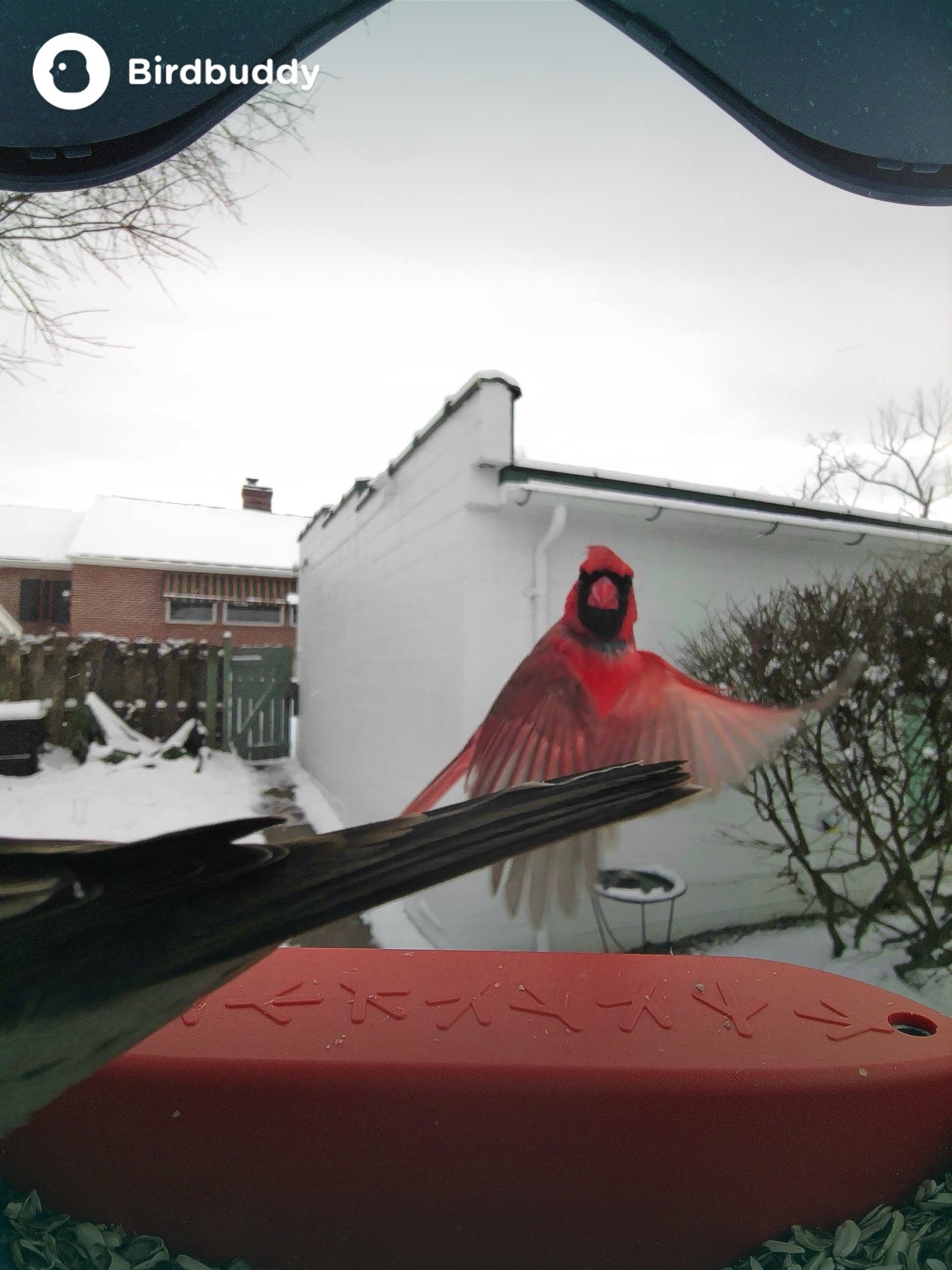 cardinal in flight in front of occupied birdfeeder