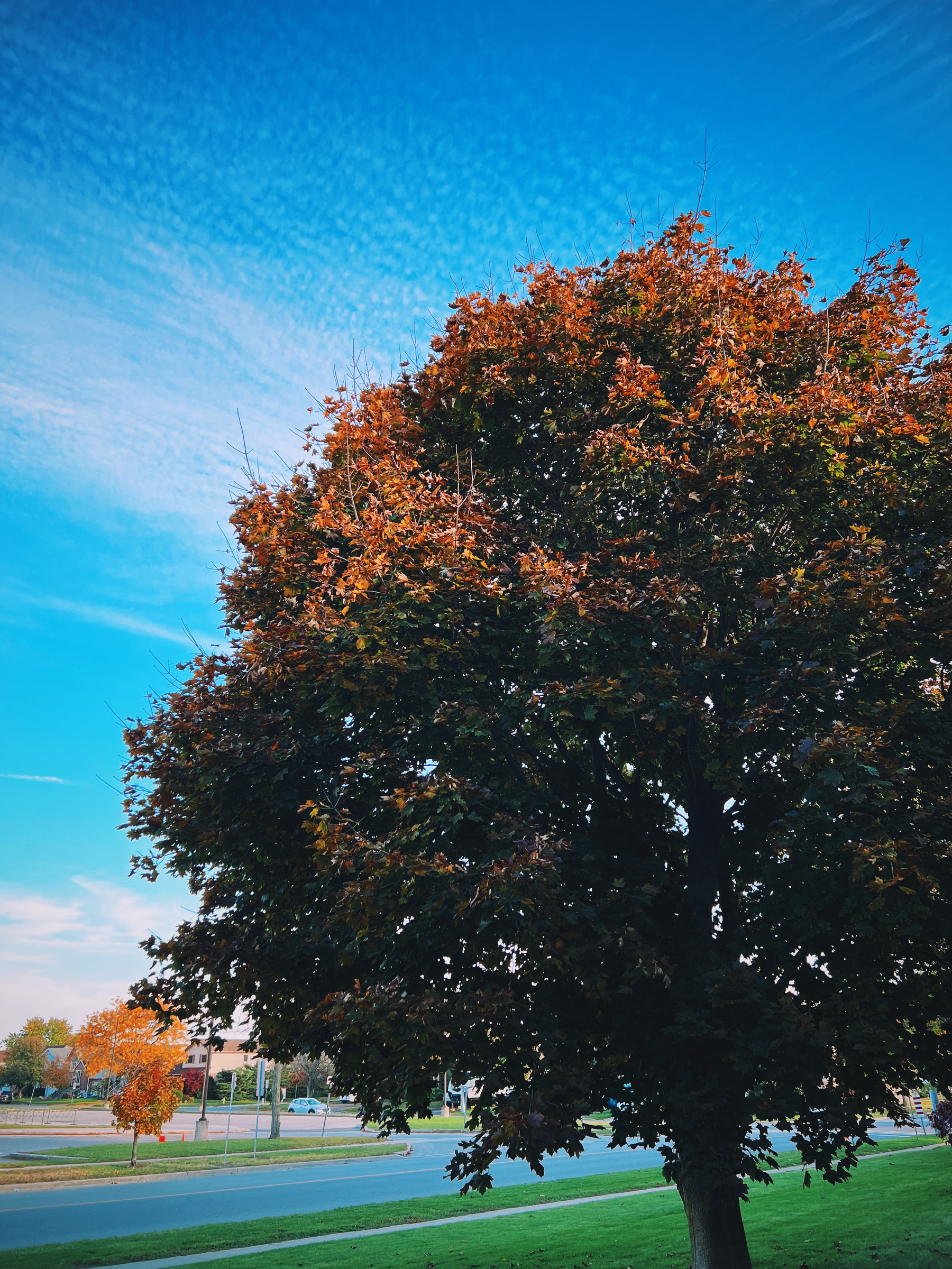 Photo: A large tree in the right of frame with gradient of colours from green on the bottom to orange and yellow at the top. Bright blue sky with wispy clouds in left of frame, with a smaller bright red and orange tree in the corner.