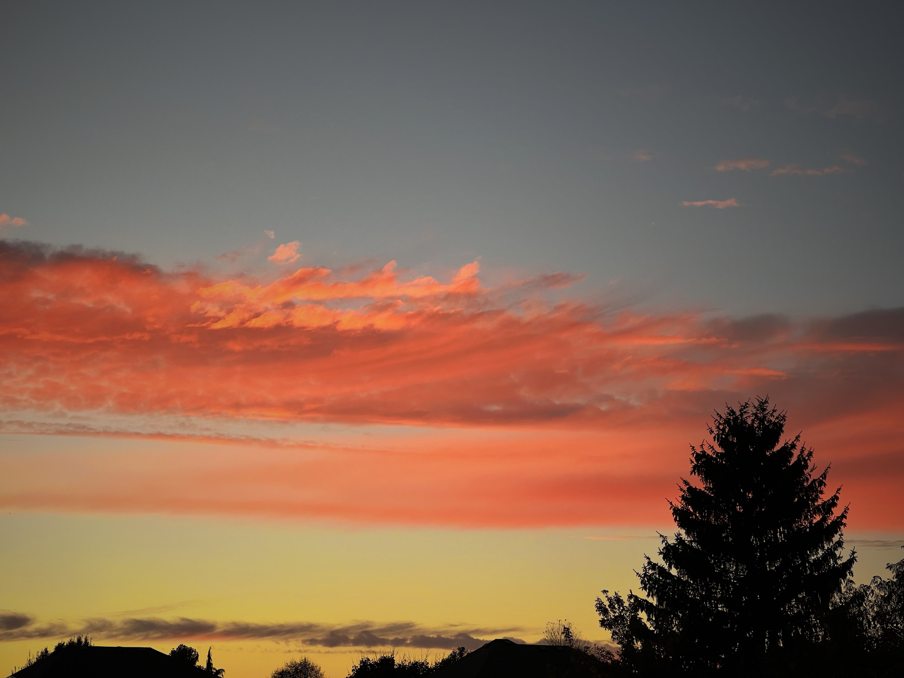 Photo: An early evening sunset with a gradient in the sky from blue at the top to yellowish at the bottom. Silhouettes of the houses and a pine tree are at the bottom and right corner. About halfway up in the sky are pink clouds highlighted by the setting sun.