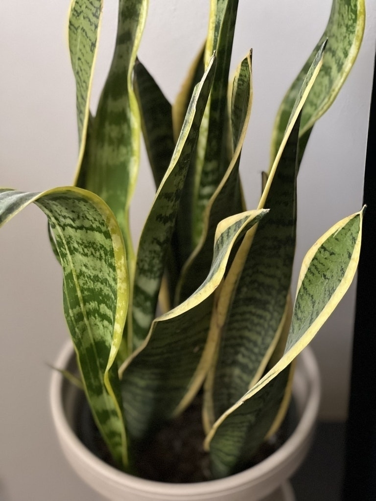 bright green leaves of a snake plant in the morning sun