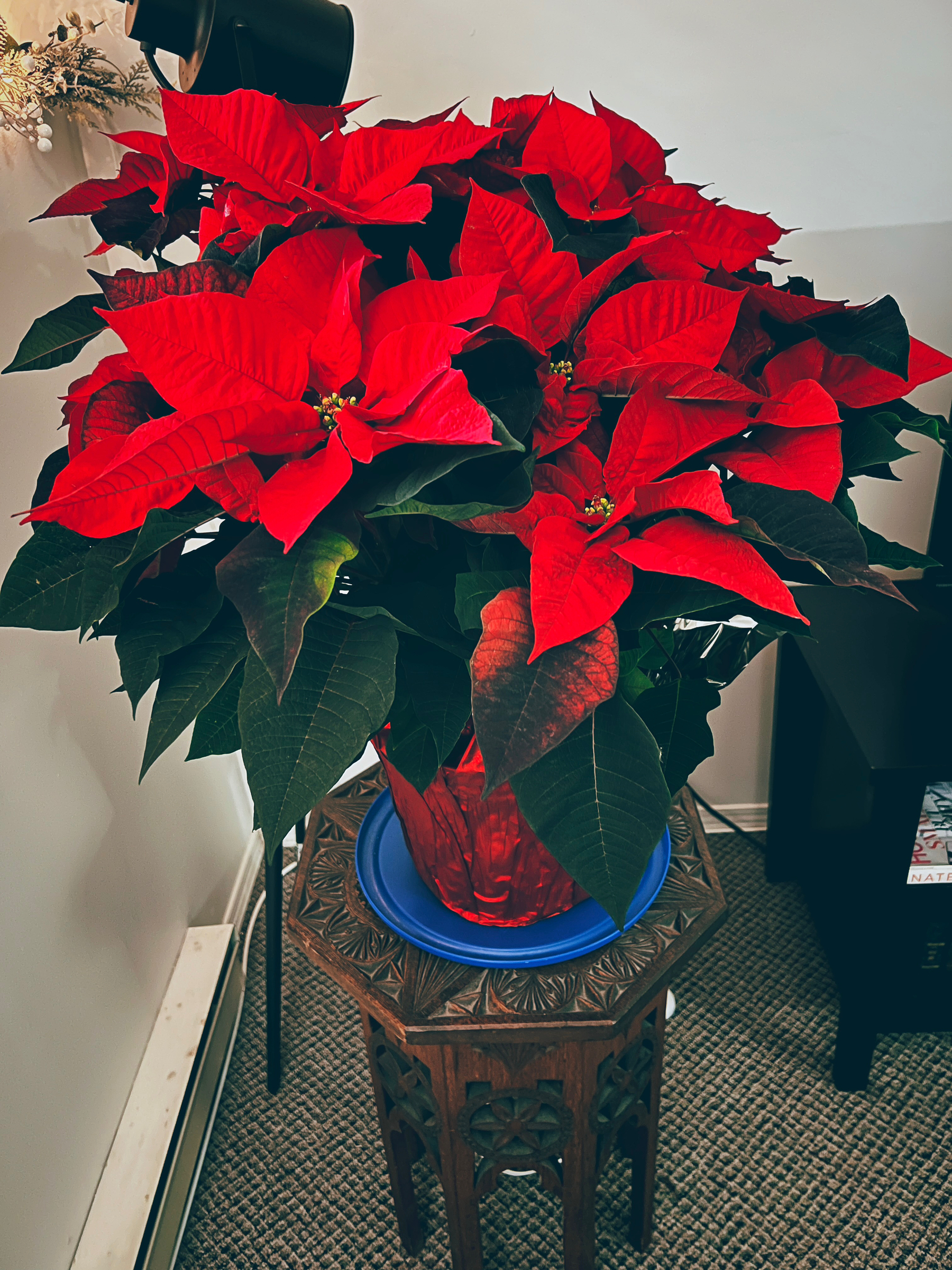 A photo of the biggest poinsettia I’ve ever seen.