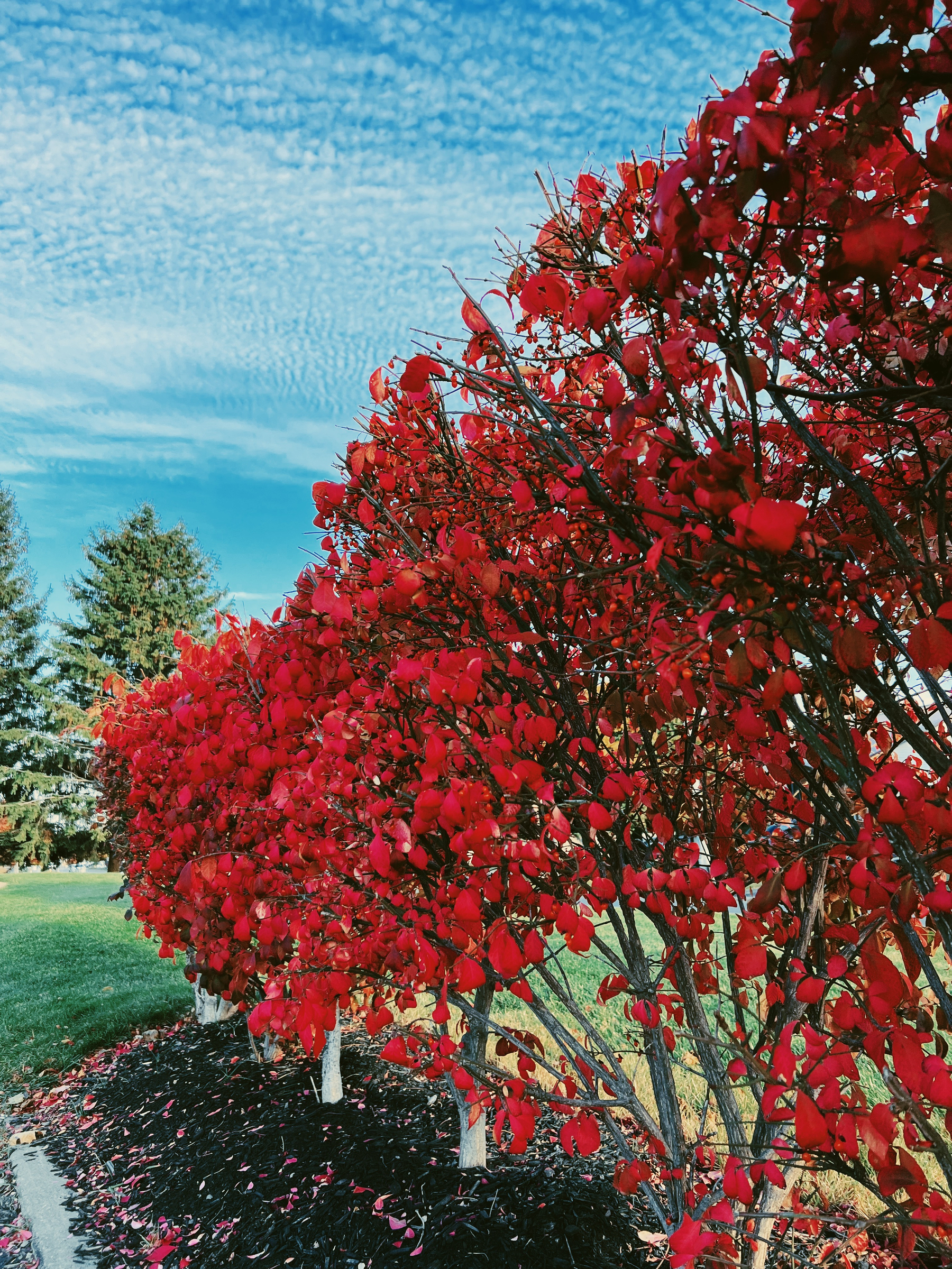Photo: Perspective shot of another short bush with bright red leaves, dark charcoal coloured mulch, and bright blue sky in the corner.