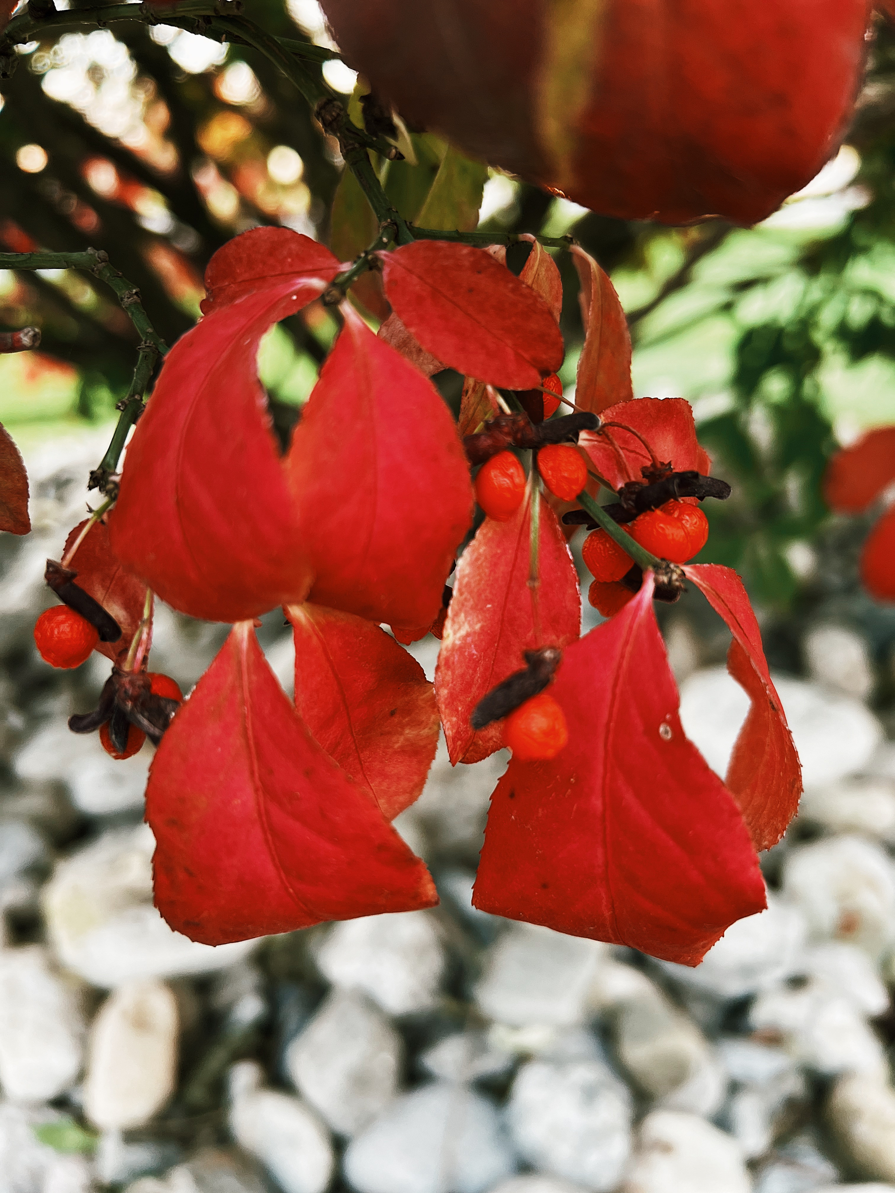 Photo: Portrait of bush with rocks in the background, and focus on bright red leaves and berries.