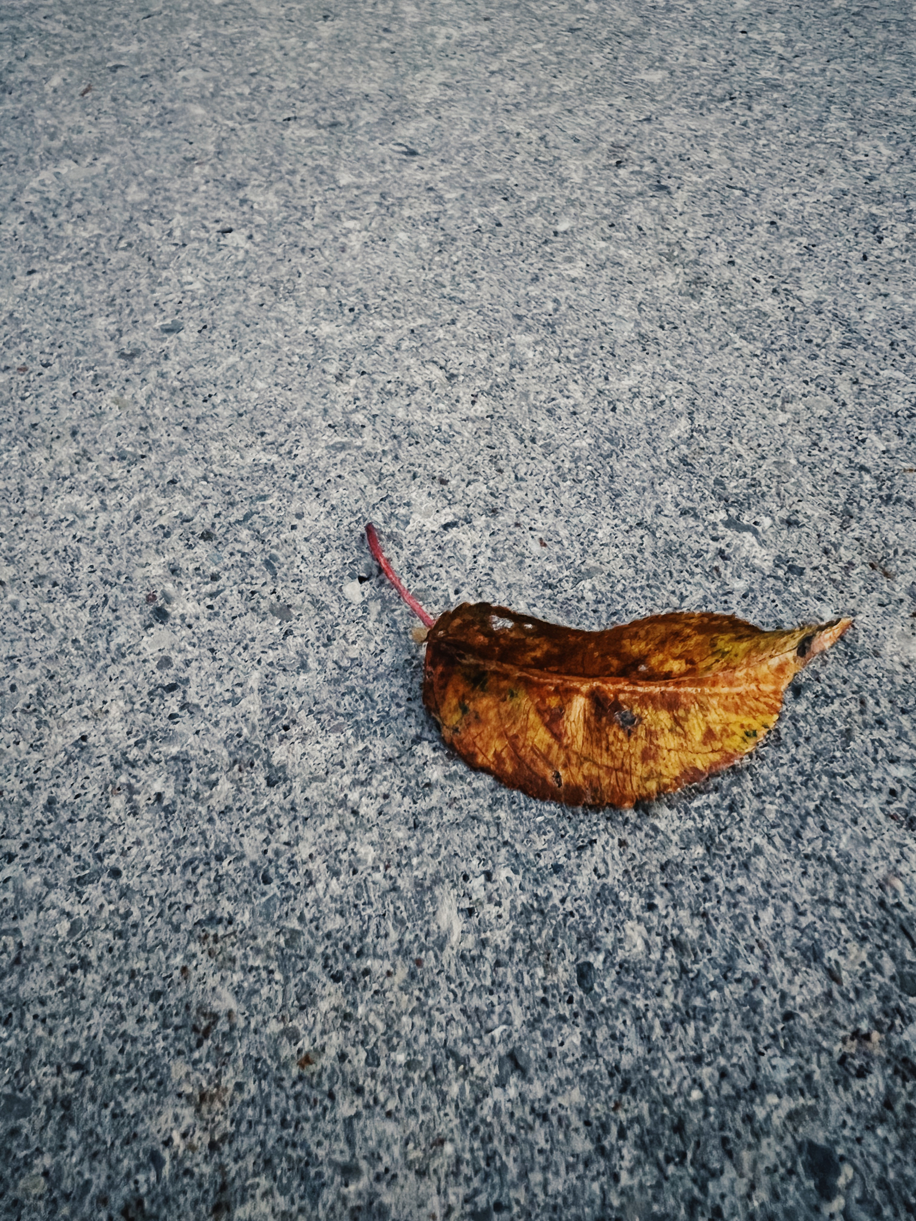 Photo: A single orange, red, and brown fallen leaf on the sidewalk.
