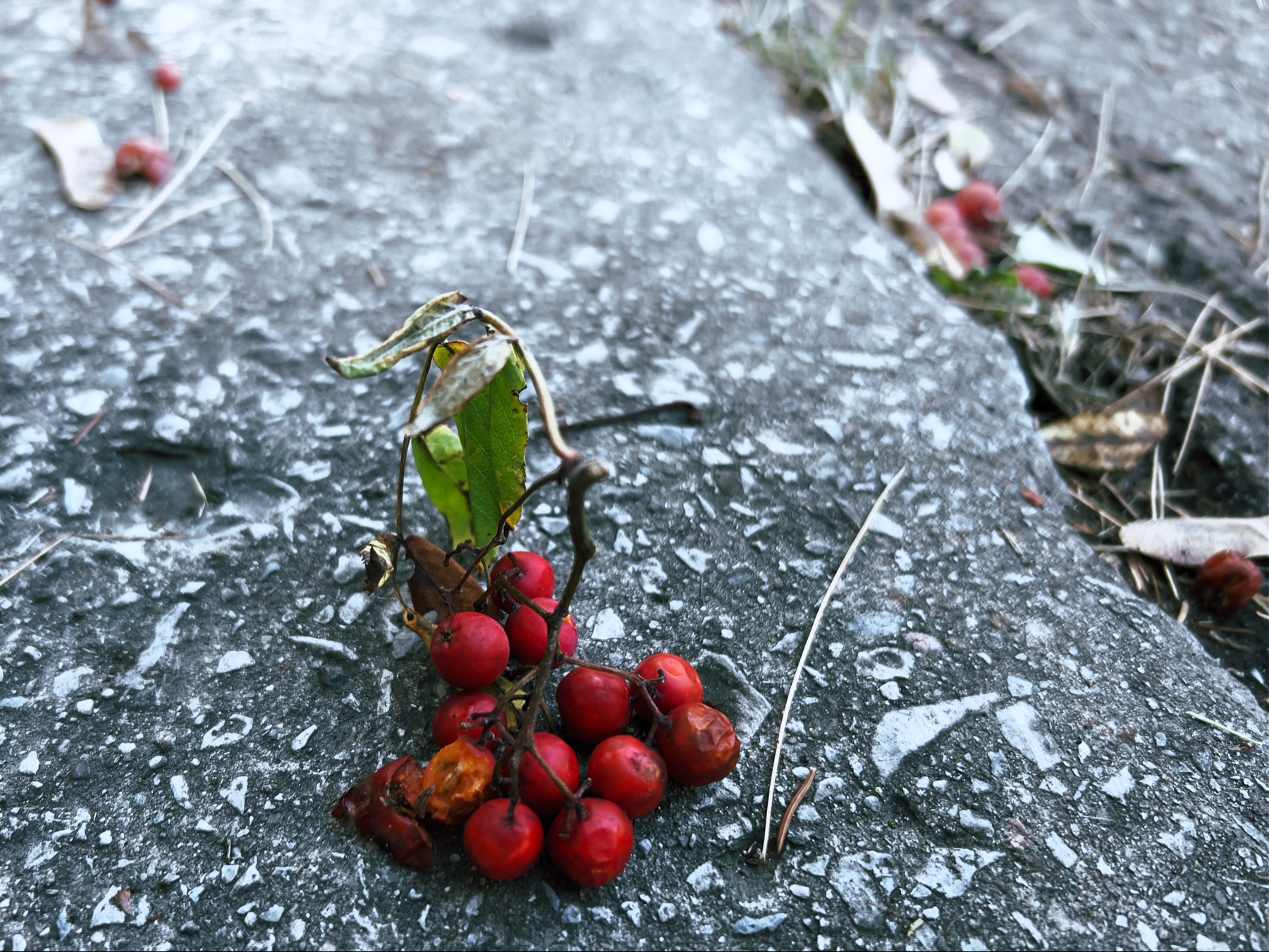 Macro shot of a cluster of bright red berries (I believe Rowan Tree), that fell to the side of the road right next to the curb. The twig that held them is still attached, and has two bright green leaves.