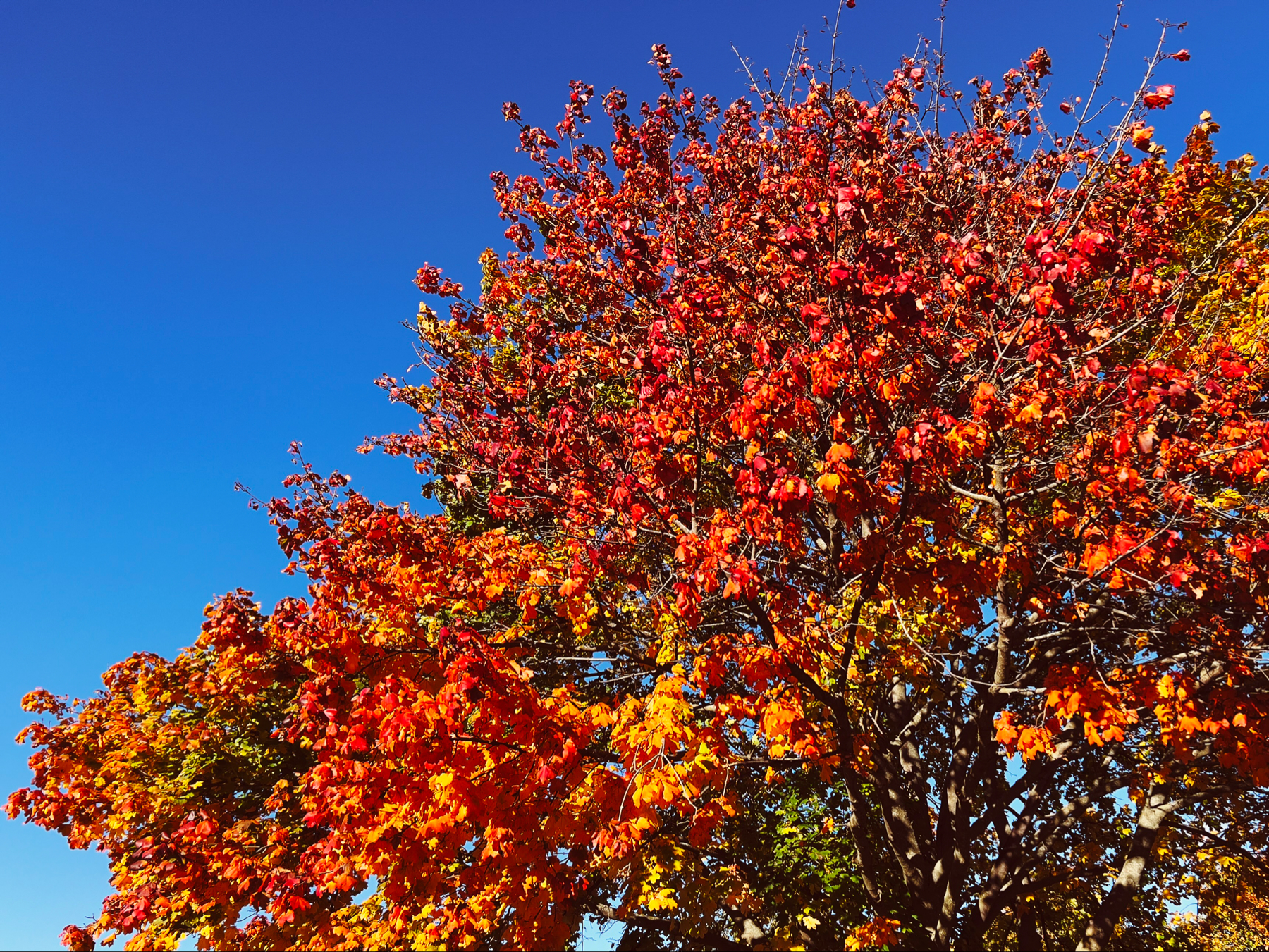 A tree sitting against the backdrop of a cloudless, bright blue sky. The leaves are subtle green and yellow at the bottom, bright orange and yellow in the middle, and a deep red at the top.