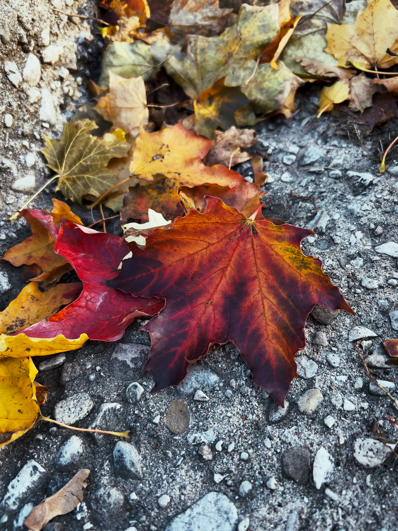 Another macro shot of a cluster of fallen leaves along the side of the road. The most prominent one—another maple leaf—is upside down in frame. The stem side of the leaf has a rich orange colour that travels along each of the veins, but turns to light red and then a dark, almost purplish hue of red at each tip of the leaf.