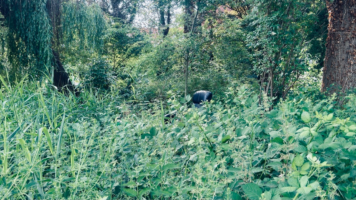 A black-and-white cow standing in
  dense, overgrown greenery - tall grass, nettles, and willow trees nearly hiding it from view.