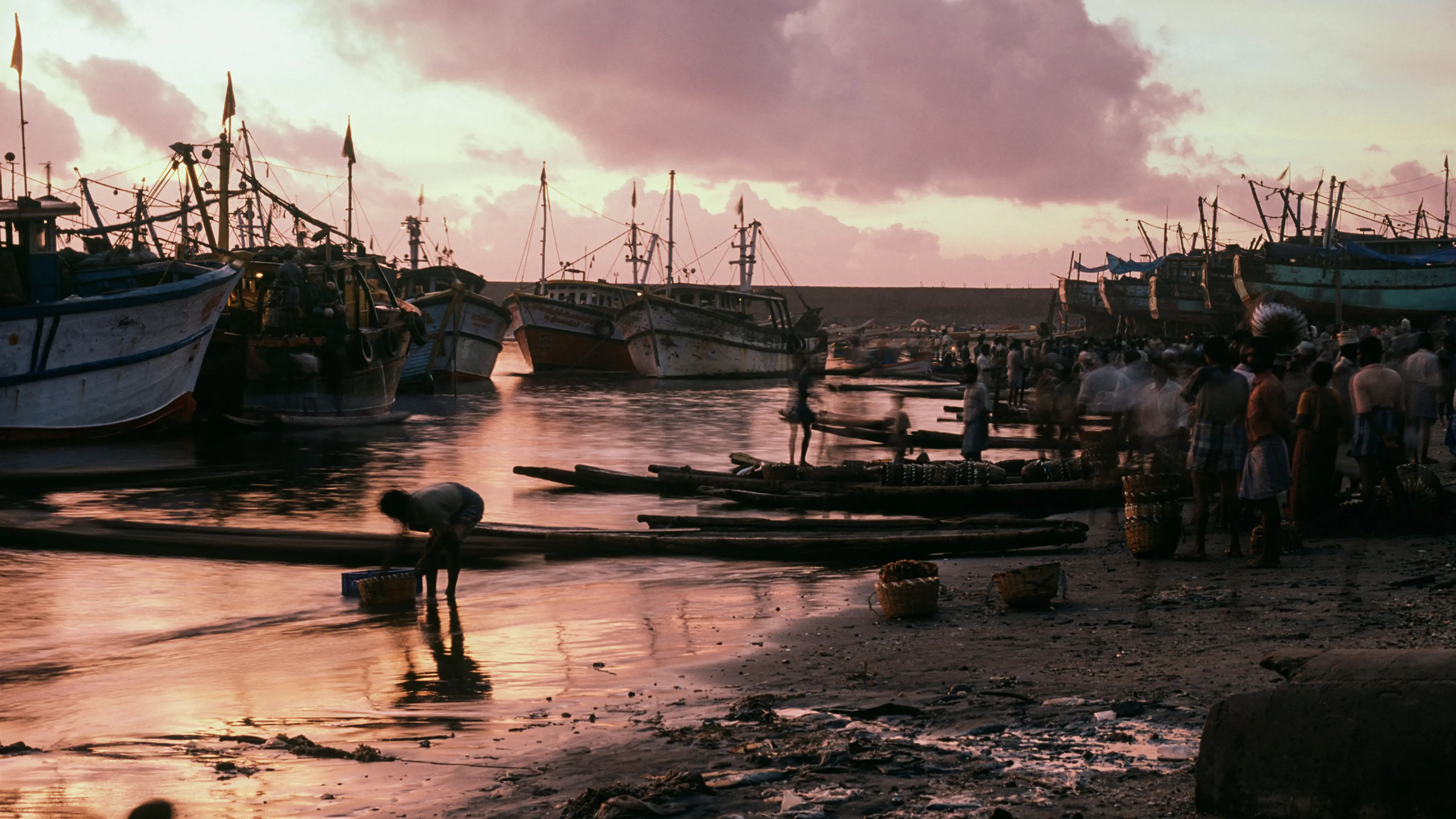 A busy fishing harbor at sunset is filled with boats and people actively engaged in their tasks along the shore. Credit: The fish market at Thither, Tamil Nadu in South India. Photo by Jeff Rotman/Alamy.