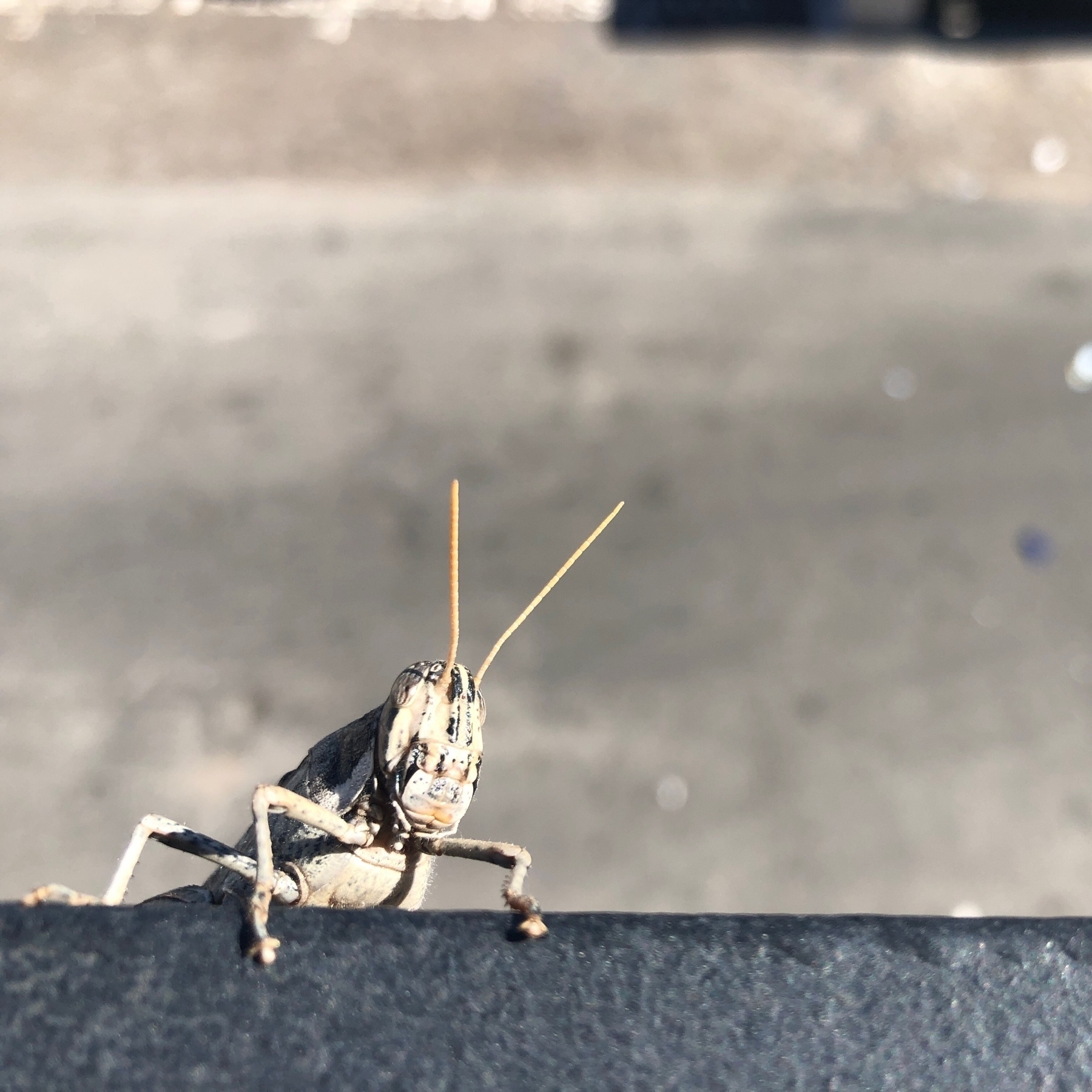 Closeup of locust (grasshopper) on black metal railing with blurry indistinct background.