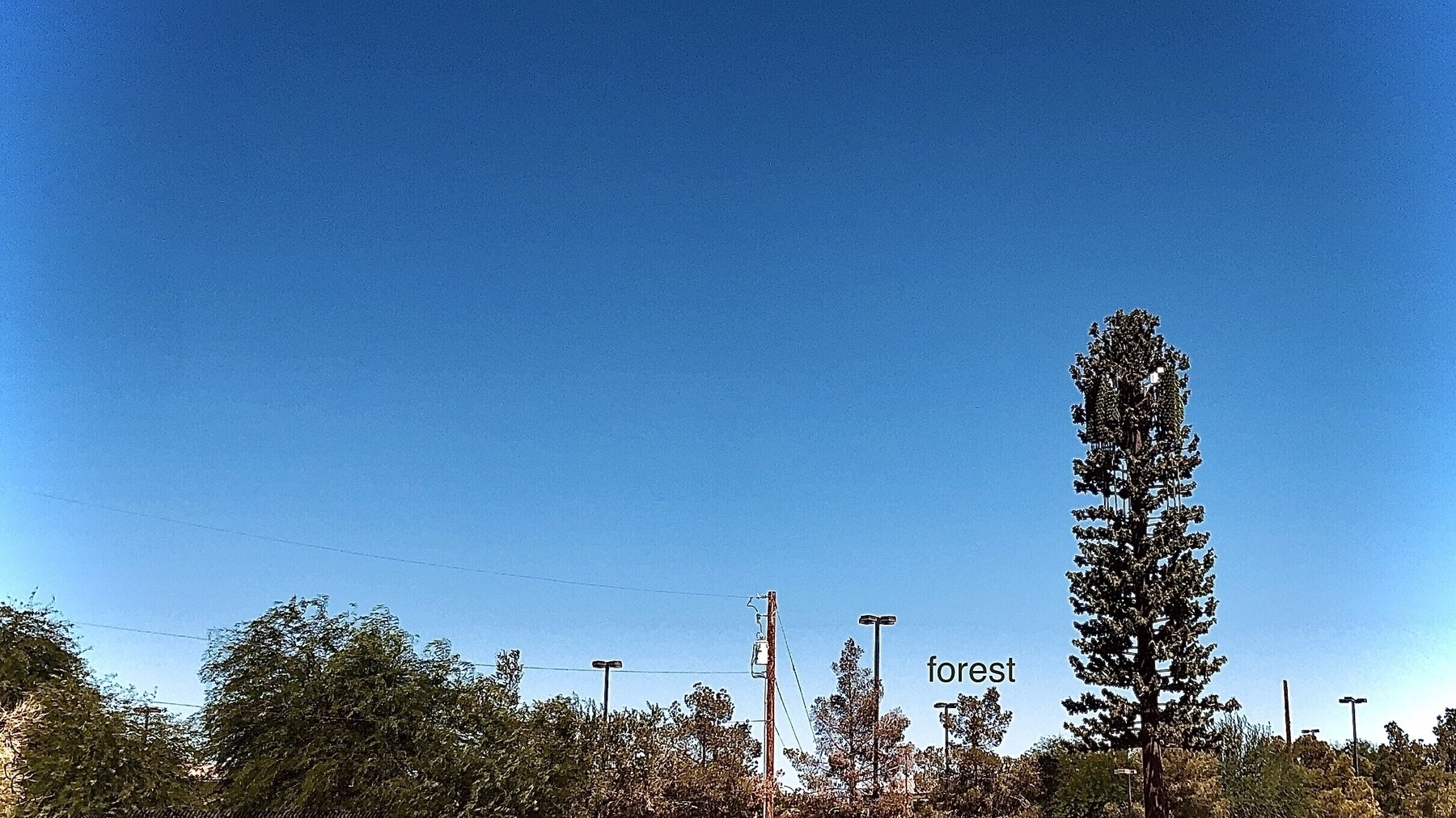 Cell tower camouflaged as tall tree