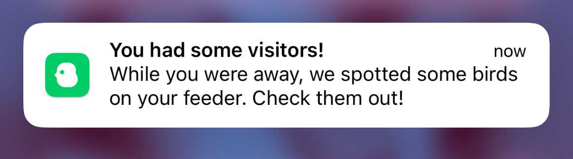 A screenshot of a push notification from BirdBuddy, an app that provides pictures of birds at your bird feeder. The notification is alerting me that a bird has stopped by for a snack!