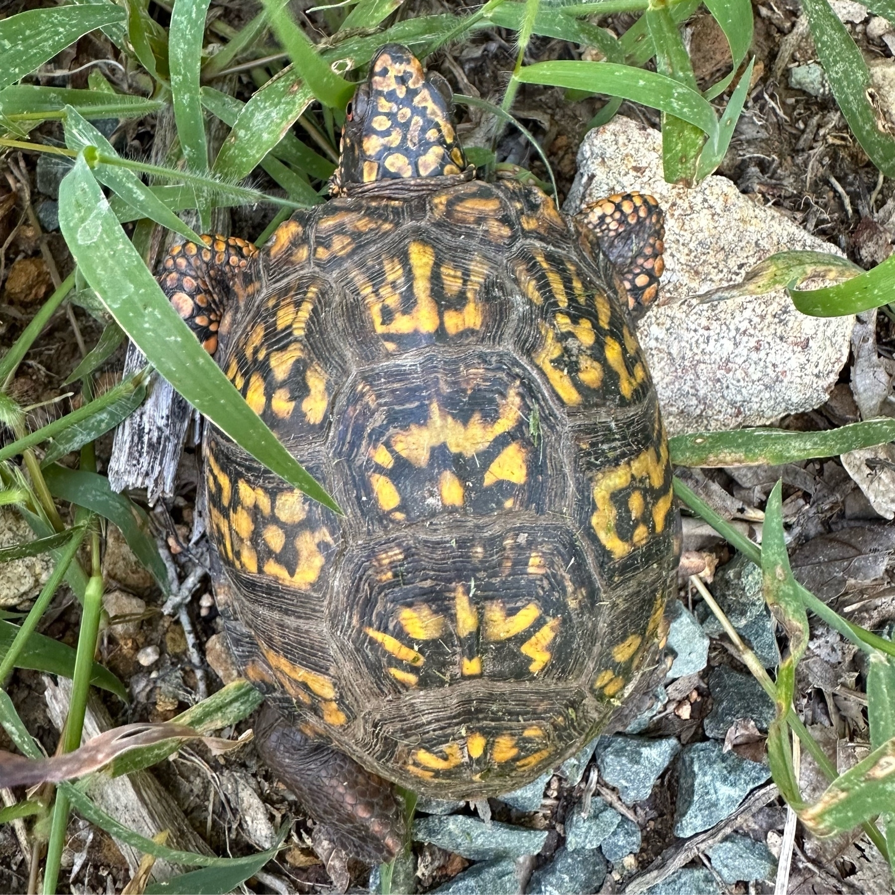box turtle in grass