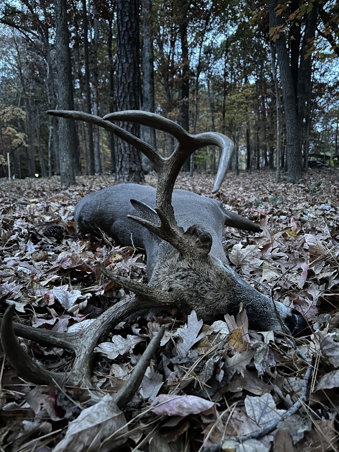 Buck with antlers. 