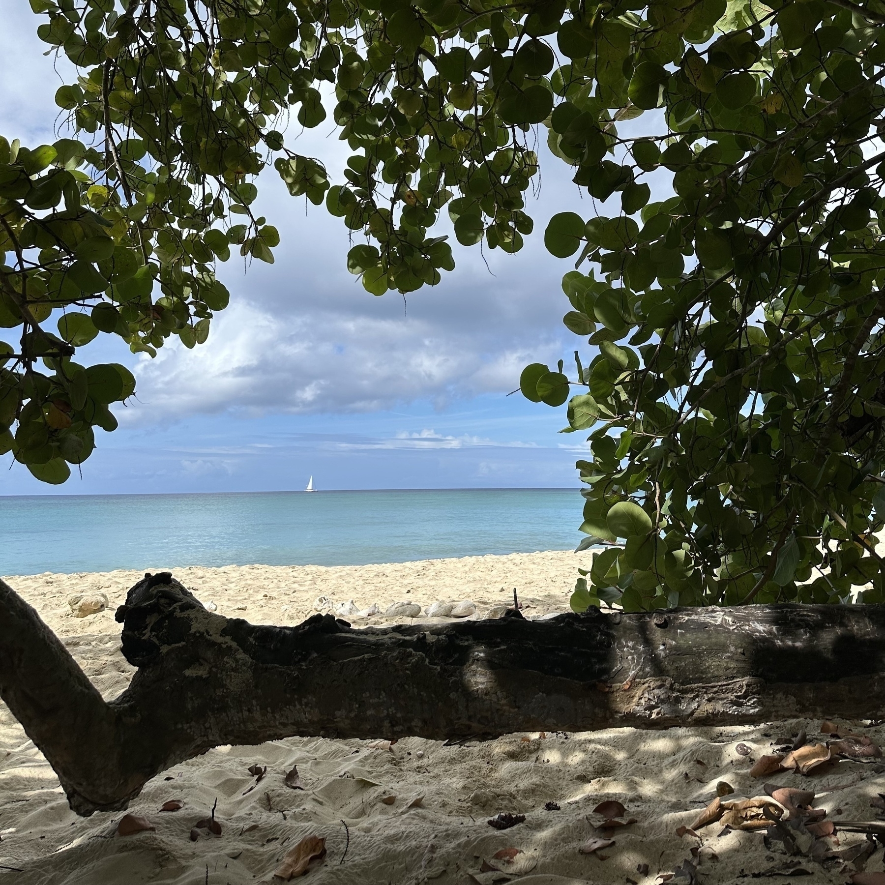 Sandy beach with sailboat in distance. 