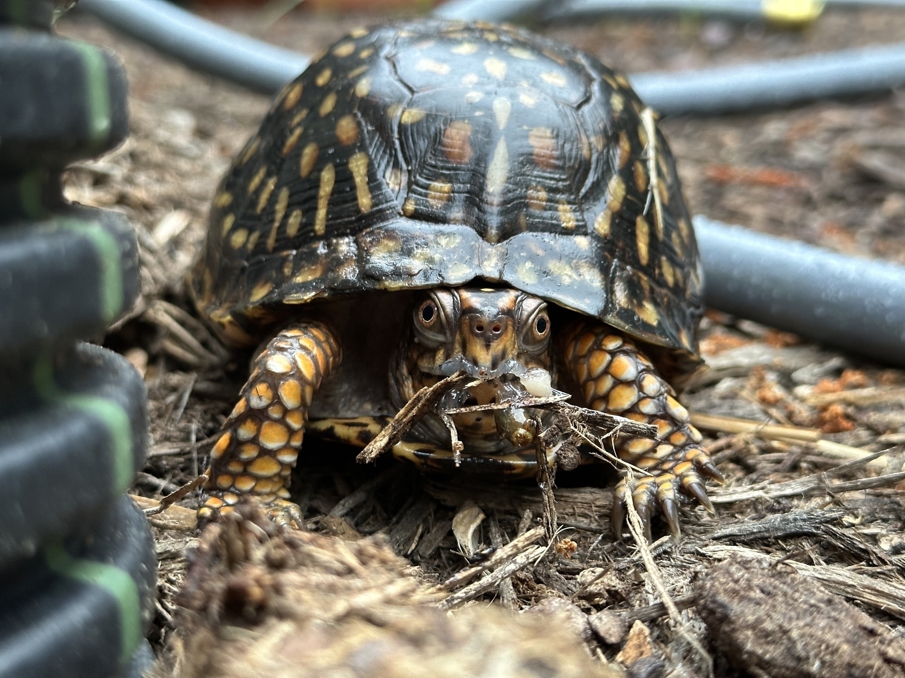 Box turtle eating bug