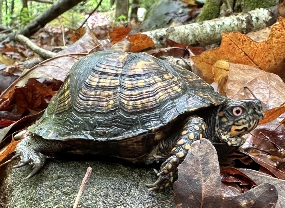 male easter box turtle in profile