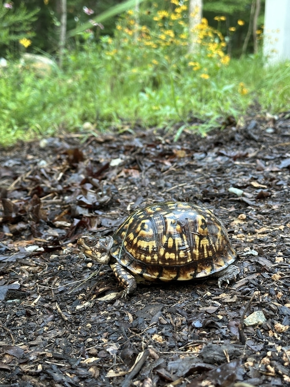 A turtle with a patterned shell is resting on a leafy and textured ground in a natural setting.