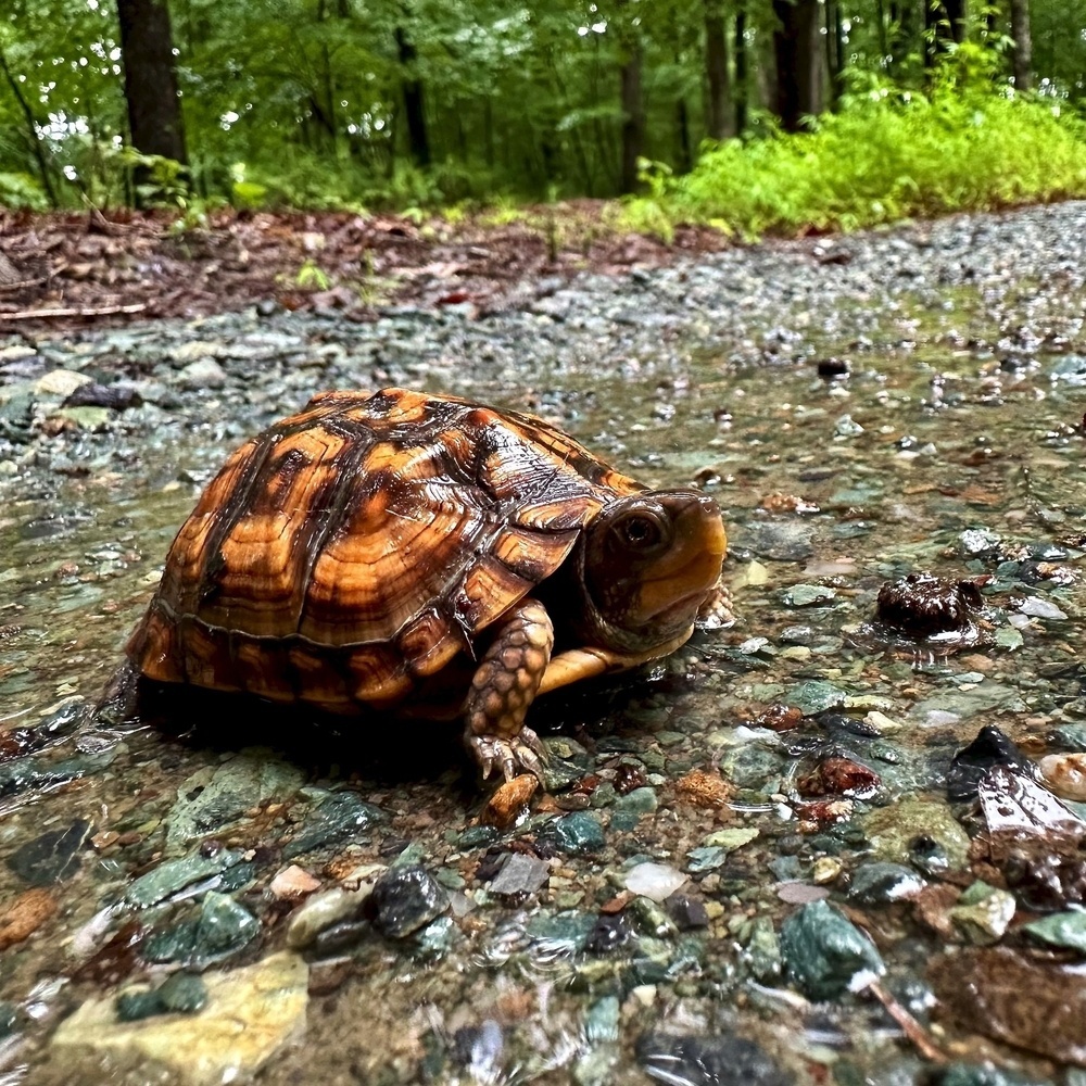 A turtle is walking along a wet, rocky path in a lush forest setting.