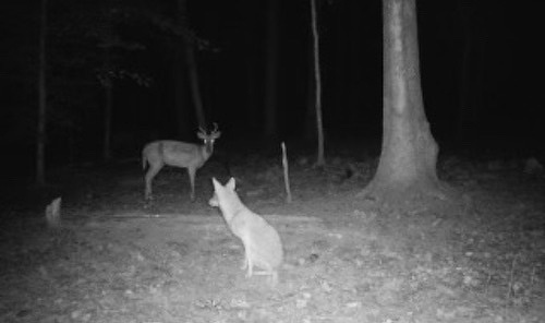A coyote and a deer are captured in a nighttime wildlife scene in the woods.