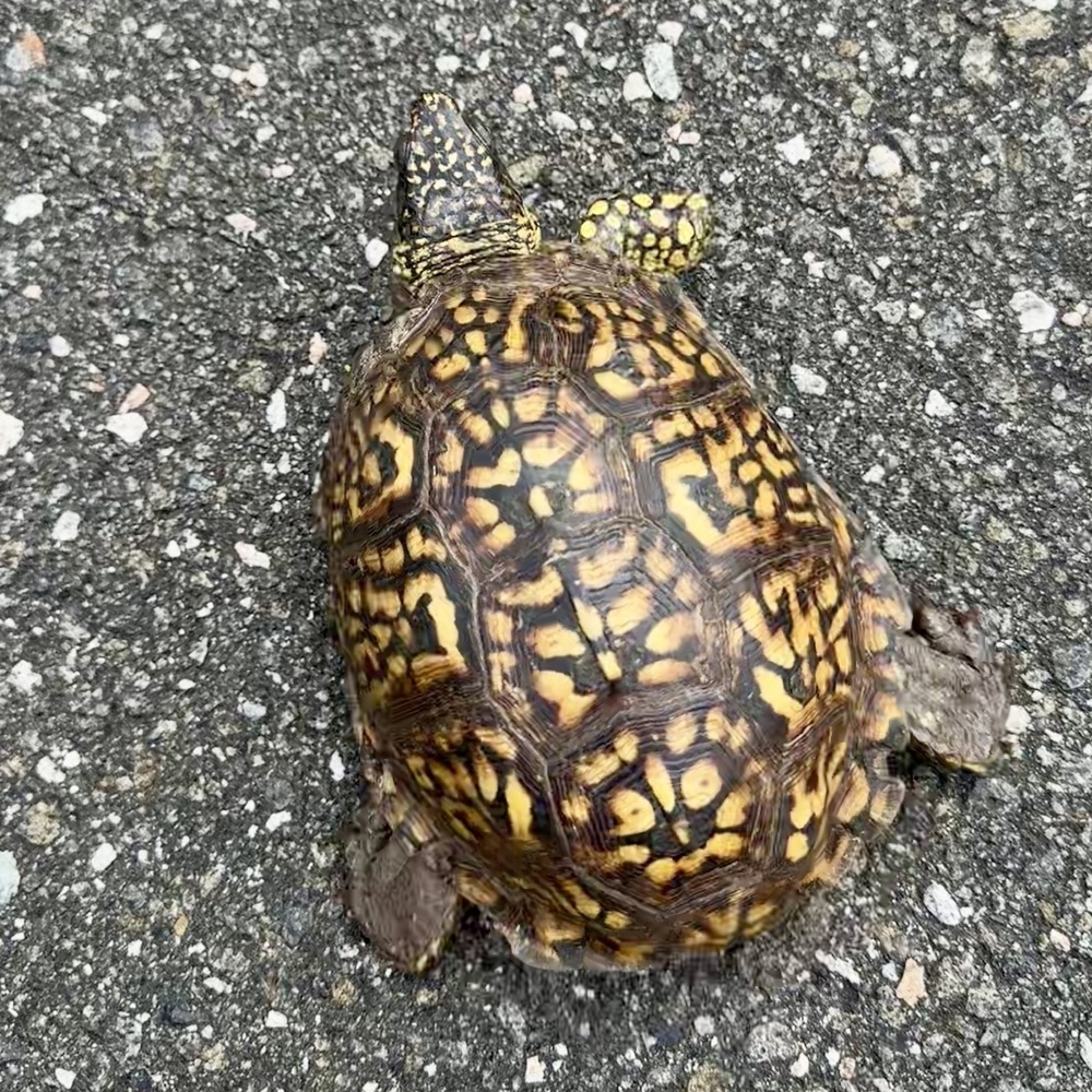 A turtle with a patterned shell is walking on a rough, gray surface.