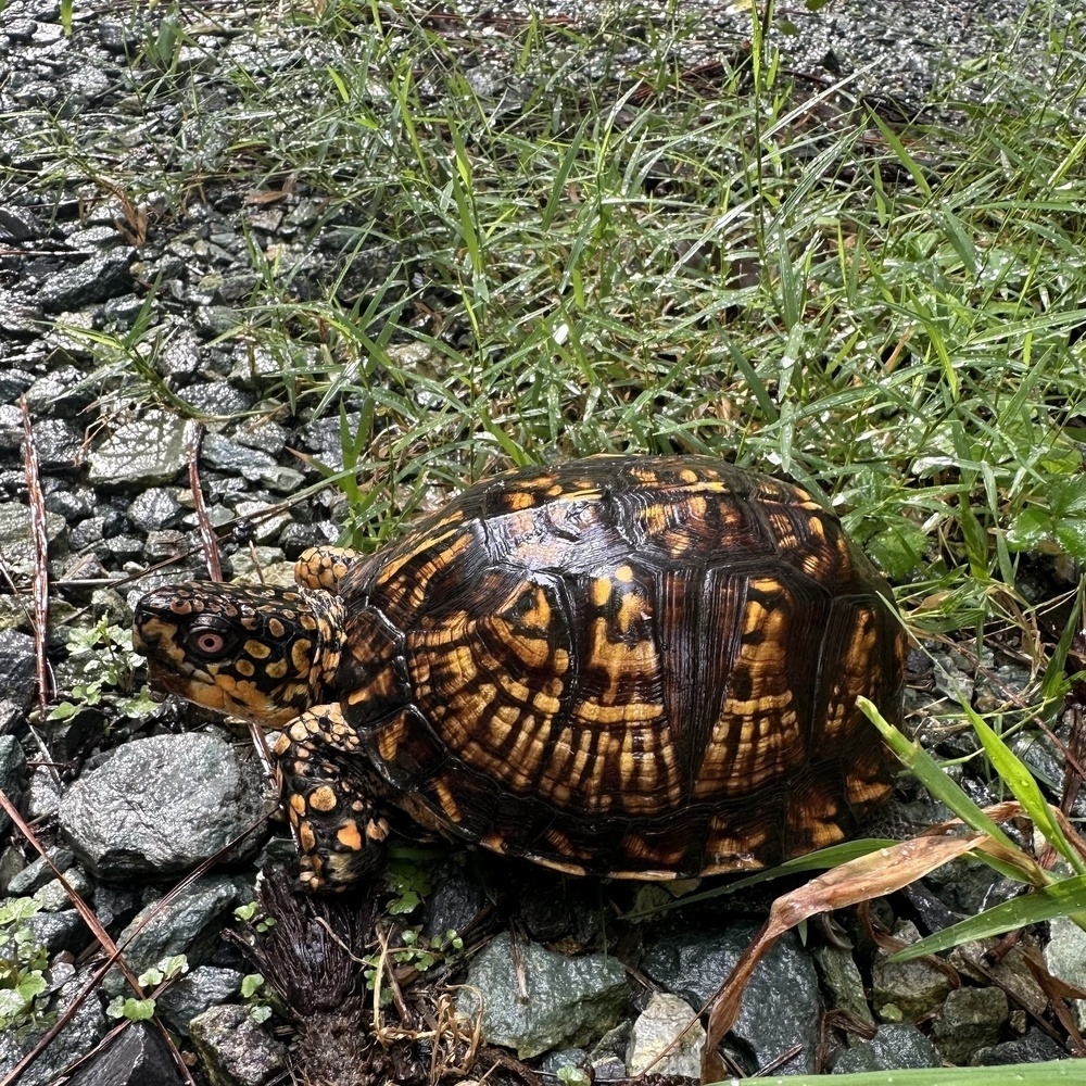 A turtle with a patterned shell is walking on a rocky path surrounded by grass.
