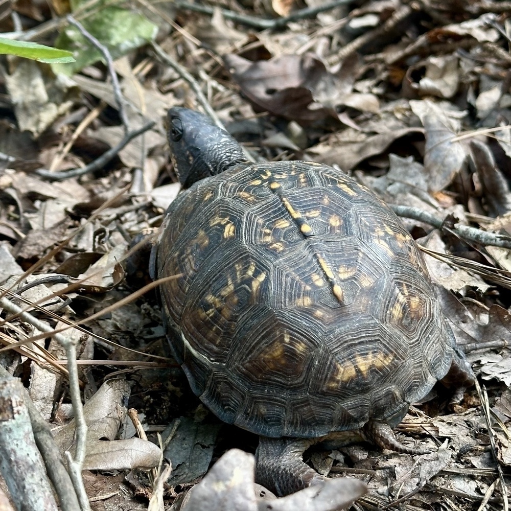 A turtle with a patterned shell is navigating through a forest floor covered in dry leaves and branches.