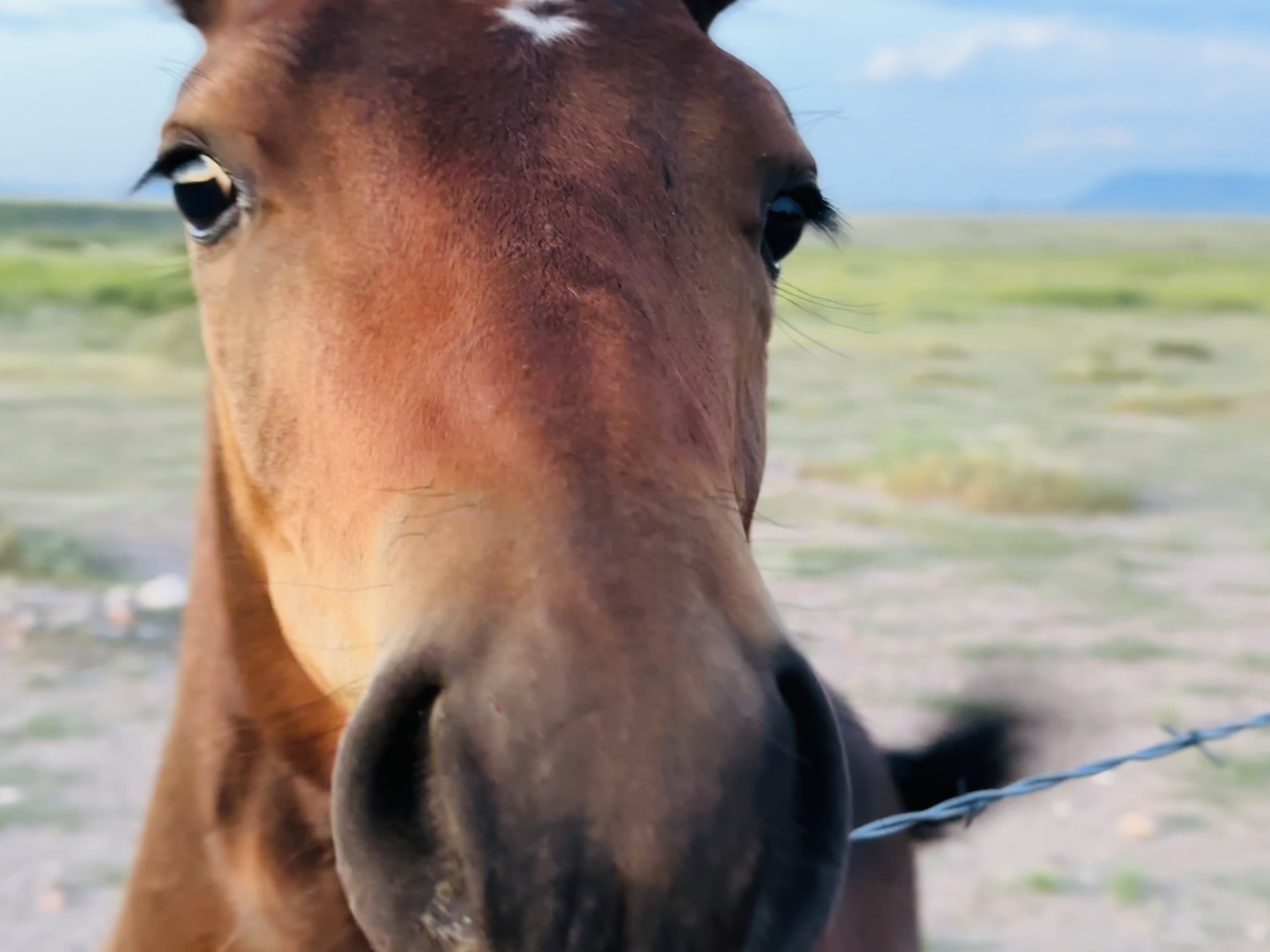 Horse near Marfa, Texas. 