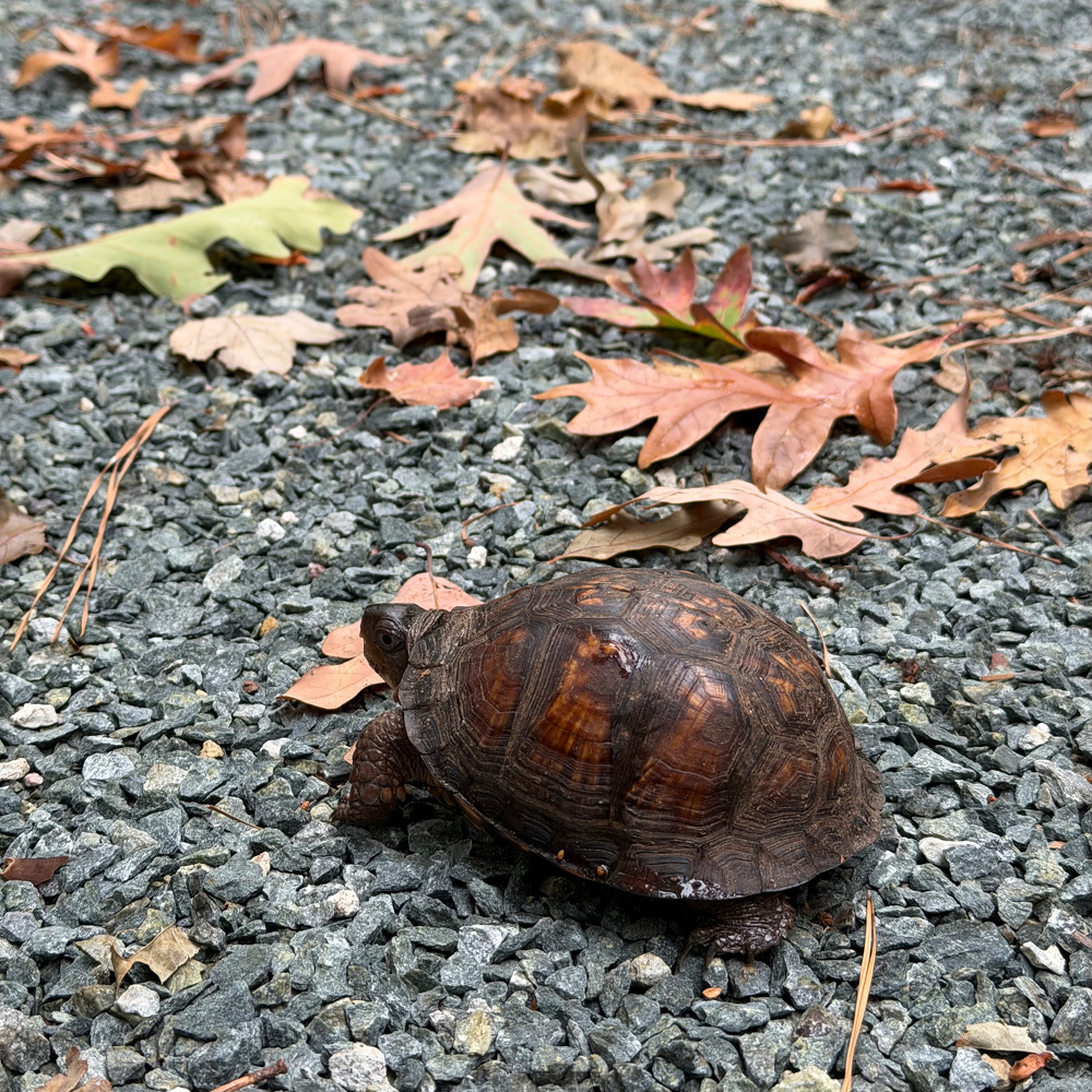 A turtle is walking on a gravel surface scattered with dry autumn leaves.