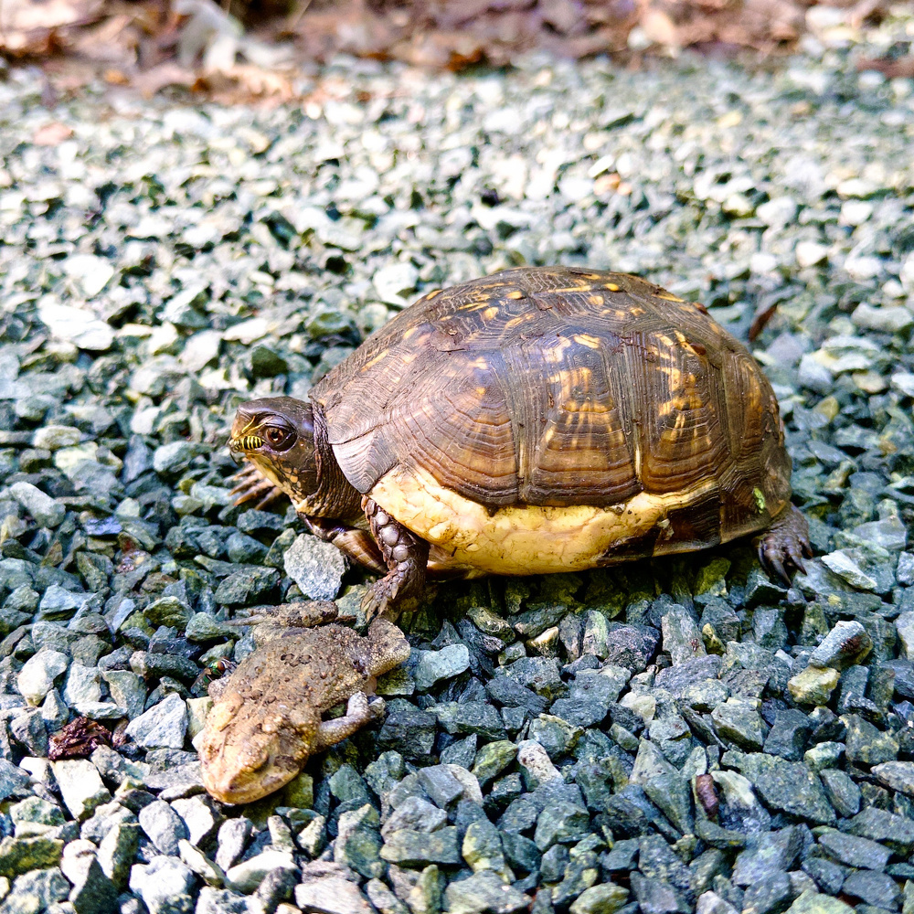 A turtle is resting on a bed of small gray rocks.