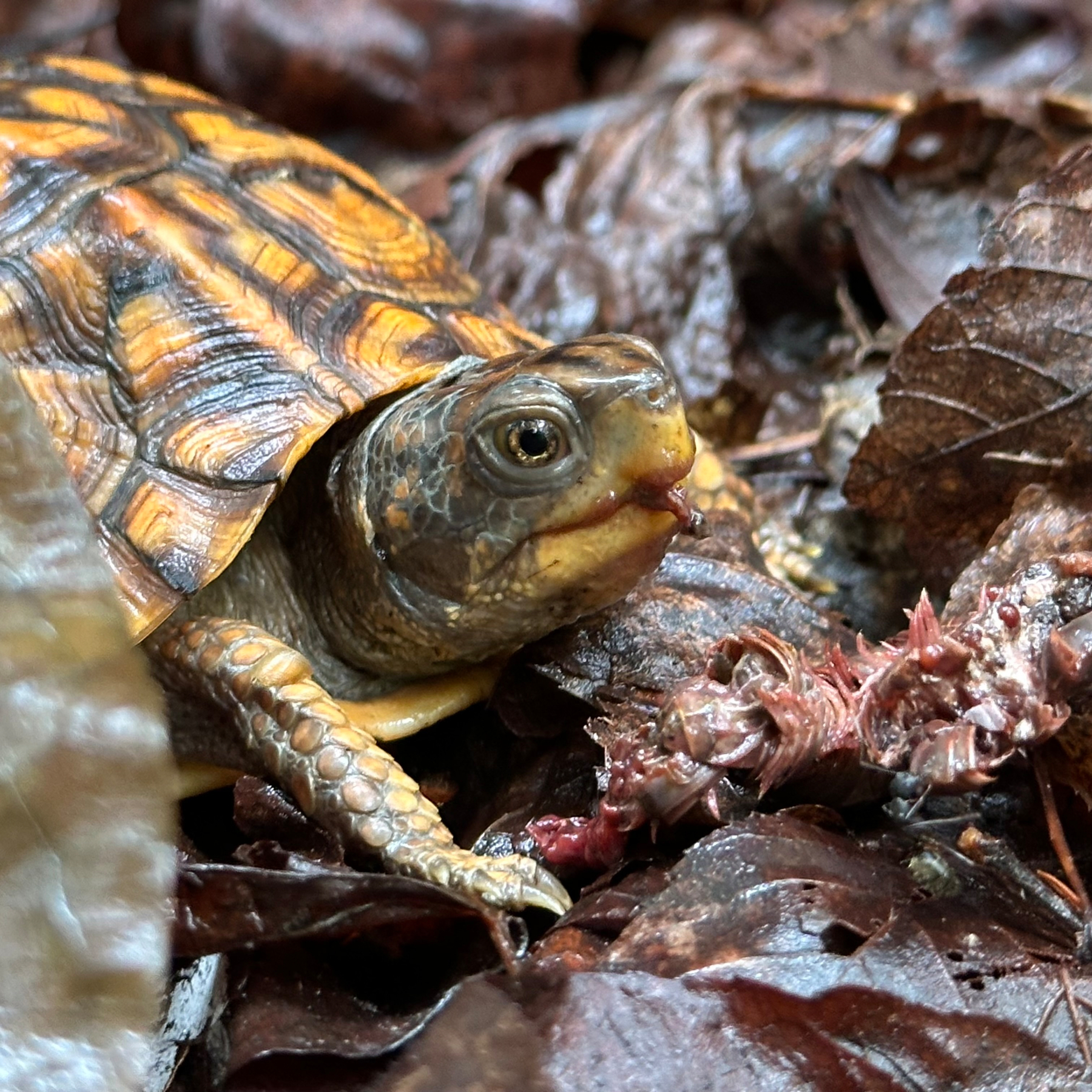 A turtle is nestled among brown, dried leaves on the ground.