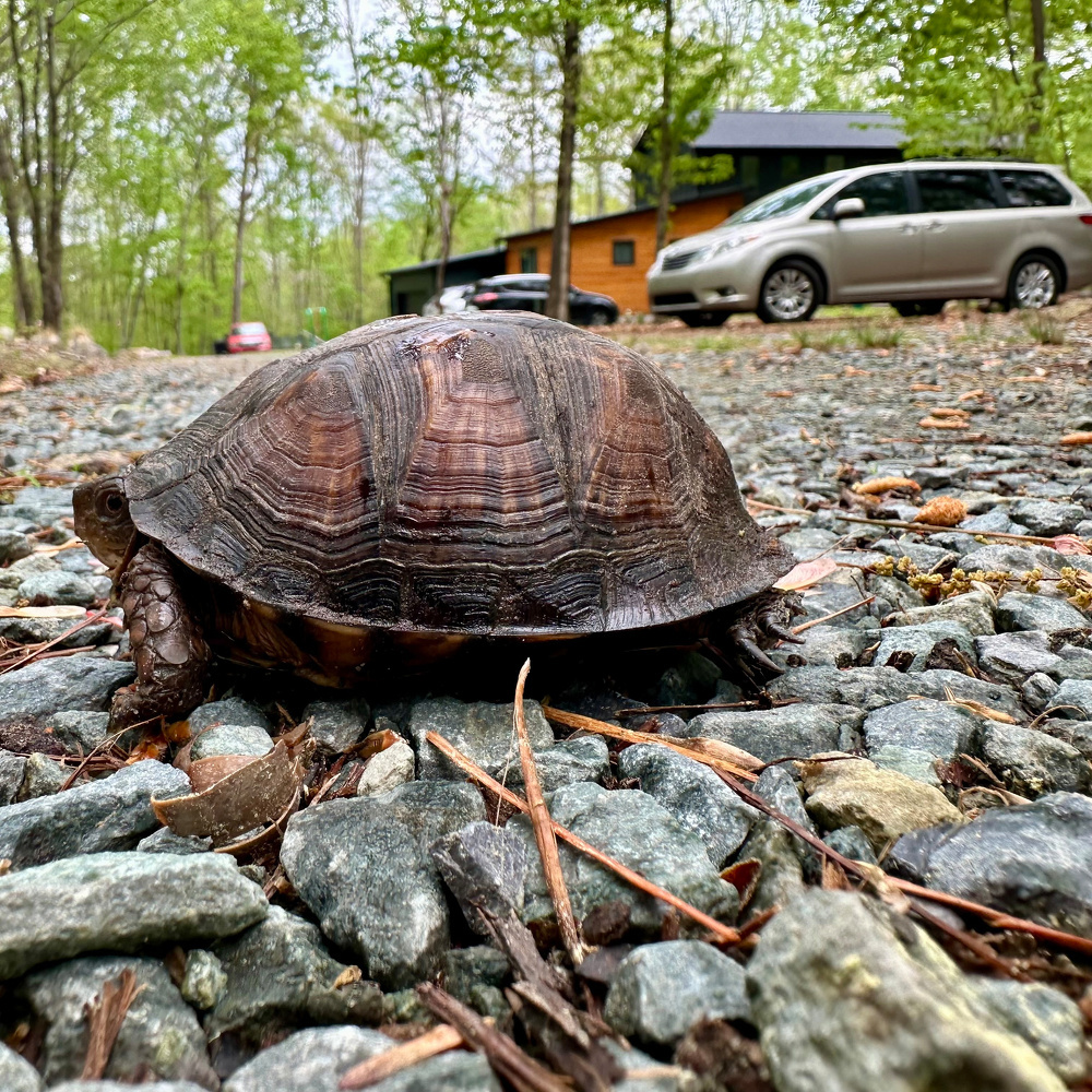 A turtle is on a gravel path in a wooded area, with cars and a cabin visible in the background.