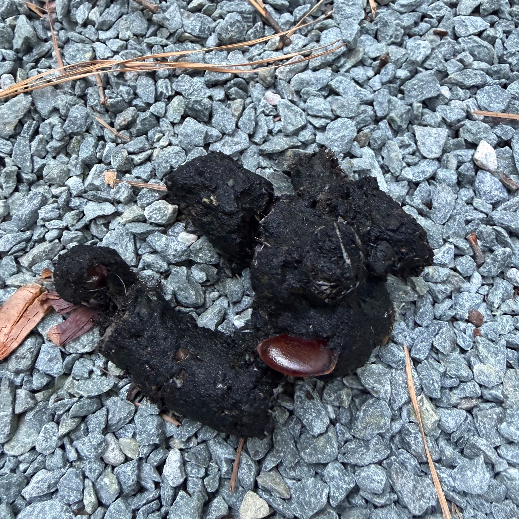 Coyote scat with seeds and rabbit fur. 