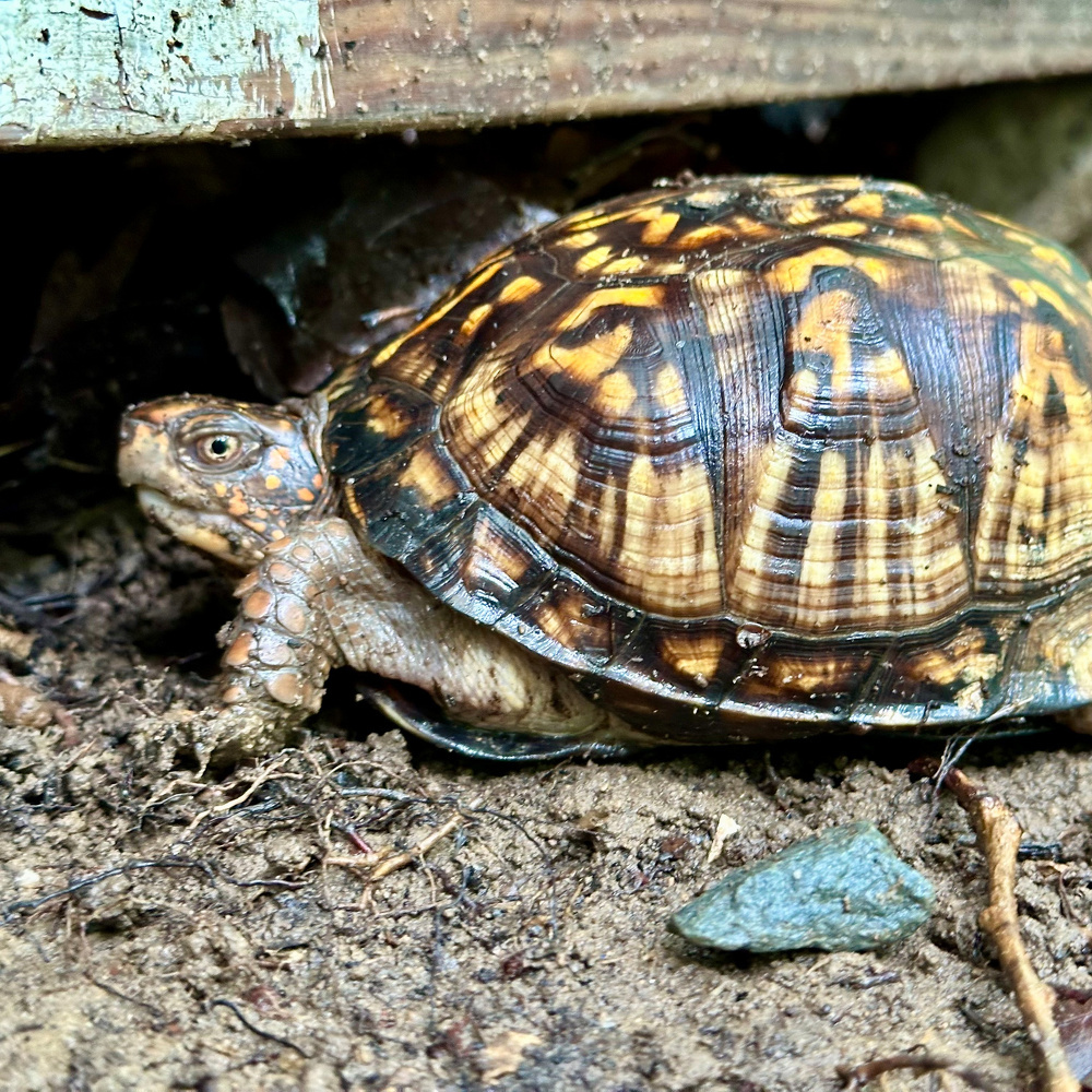 A turtle with a patterned shell is partially hidden under a wooden structure on a dirt surface.