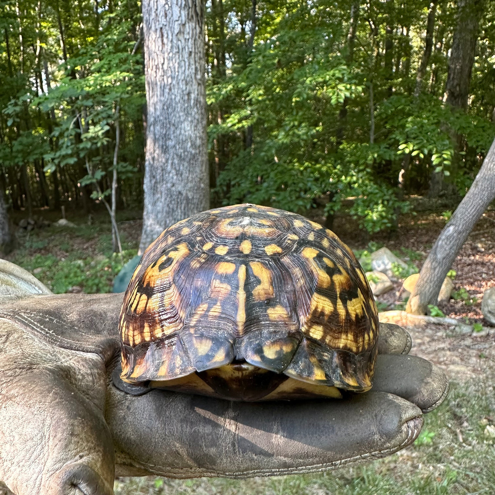 A turtle with a patterned shell is being held in a gloved hand against a background of a forest with trees and greenery.