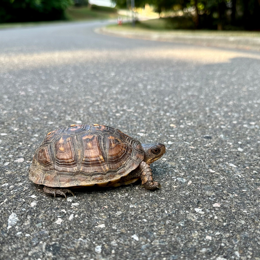 A turtle is crossing a paved road surrounded by greenery.