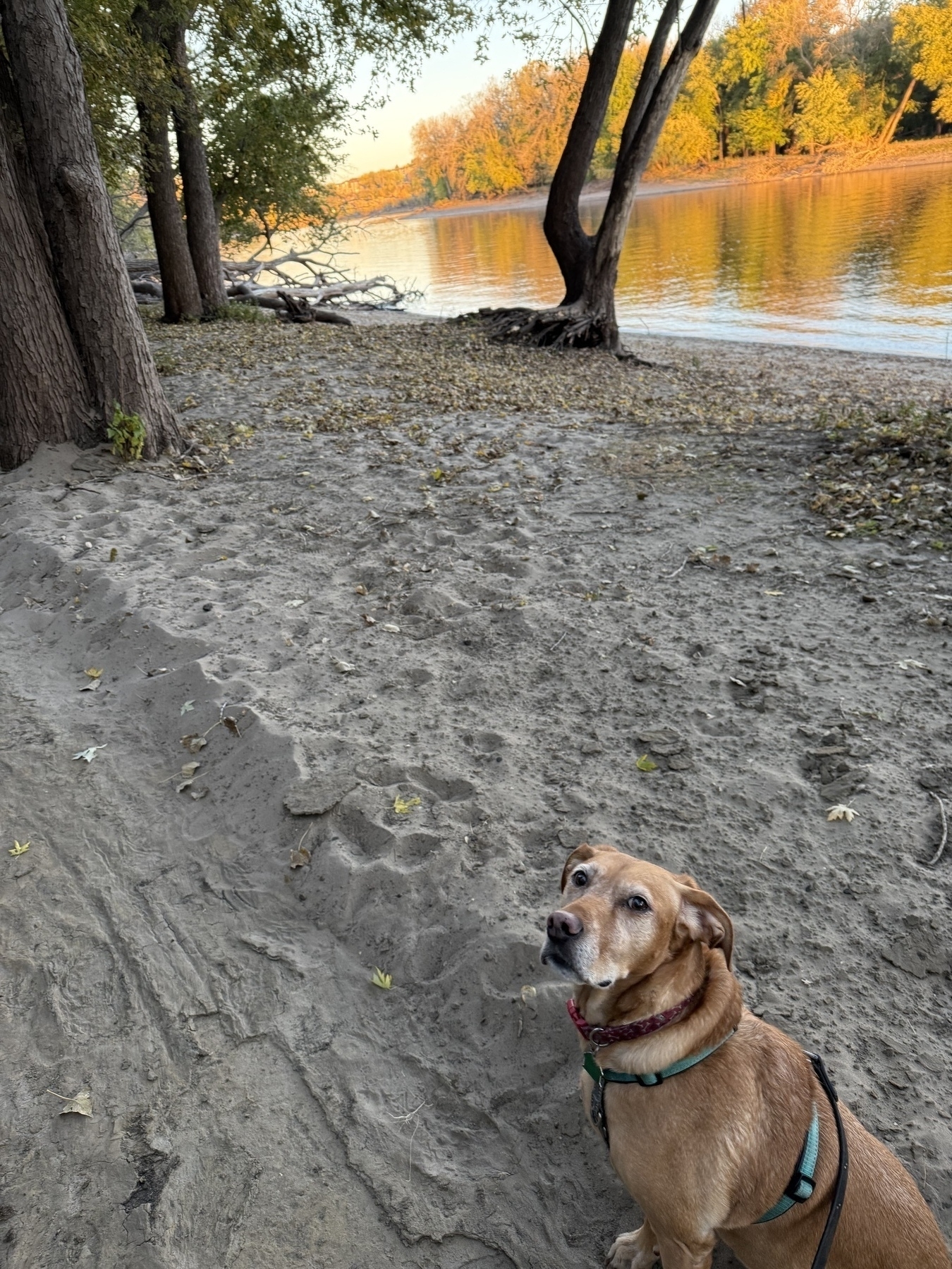 Bitsy the mutt along the banks of the Mississippi 