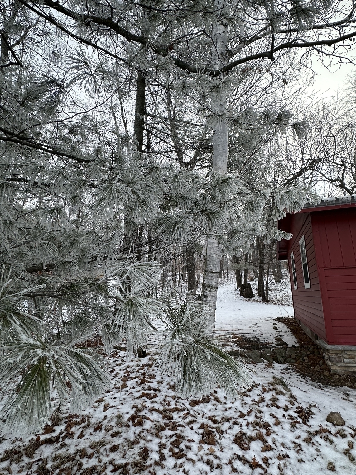 Multiple clusters of frost-covered white pine needles, next to a red cabin in wintry Minnesota 
