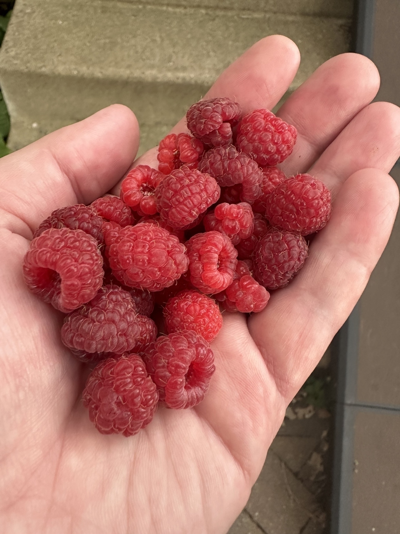 Fresh raspberries 