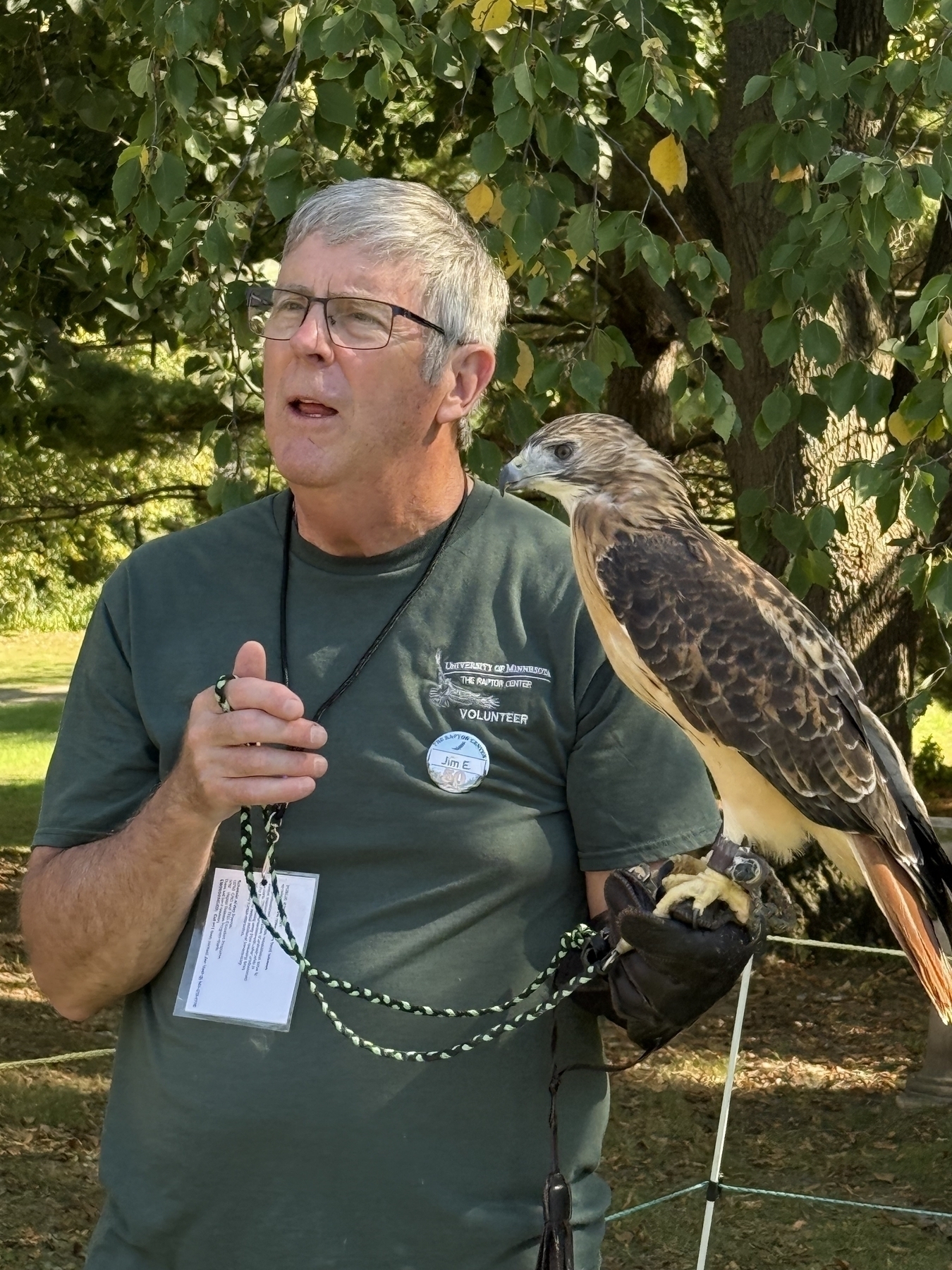 Luta the red-tailed hawk handled by a Raptor Center volunteer 