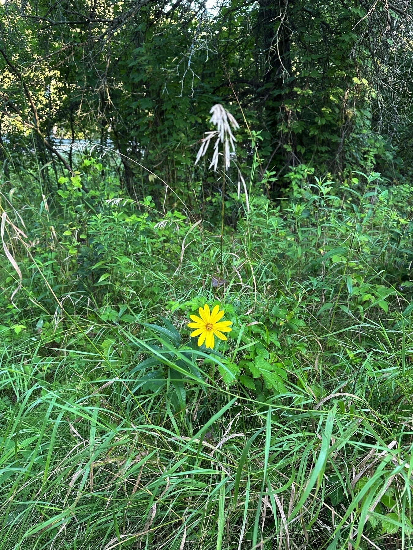 Solitary yellow flower in a field of green