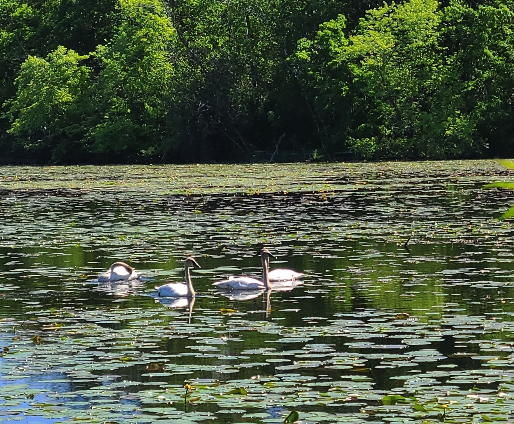 Beautiful swans on Jensen Lake