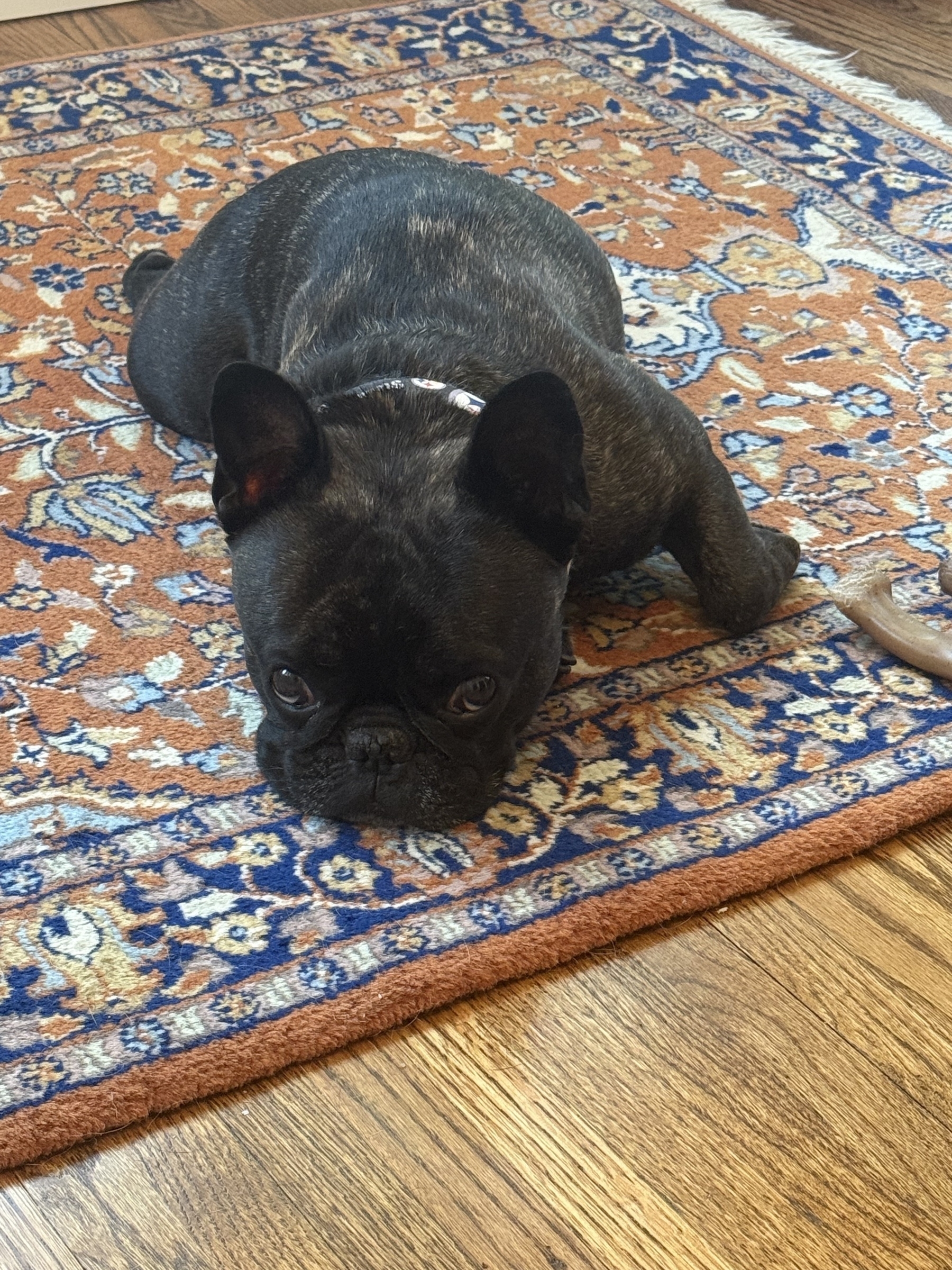 Frenchie napping