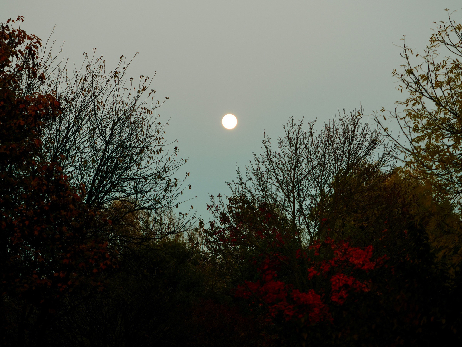 Der fast volle Mond über Bäumen.