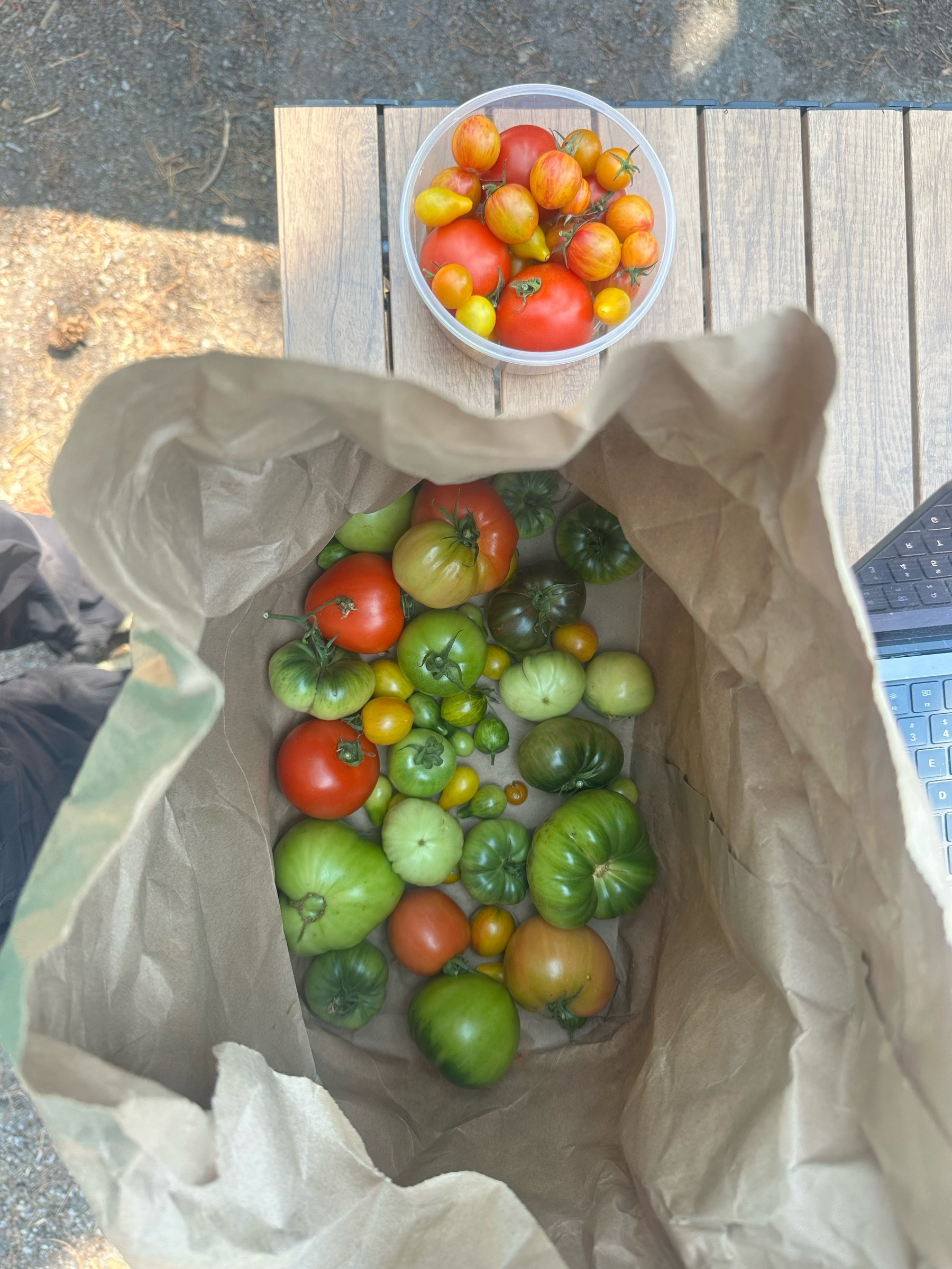 I pulled all my tomatoes before our roadtrip to let them ripen in a bag. Was not gonna miss these! 
