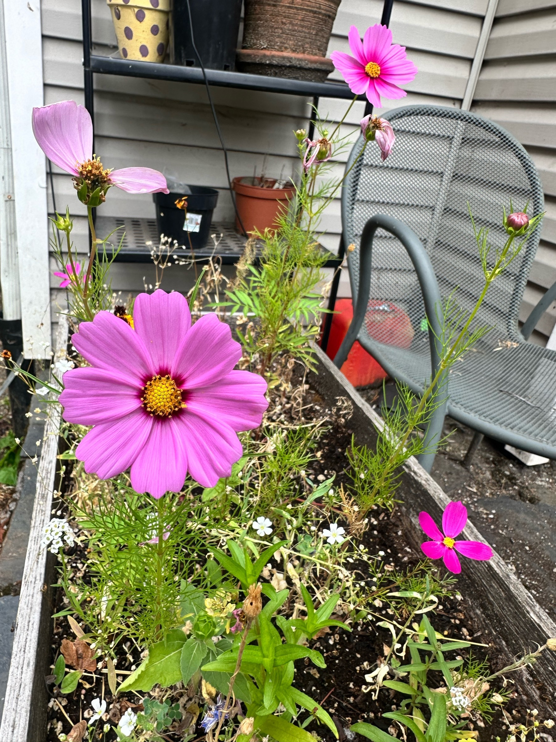Wild flowers we grew