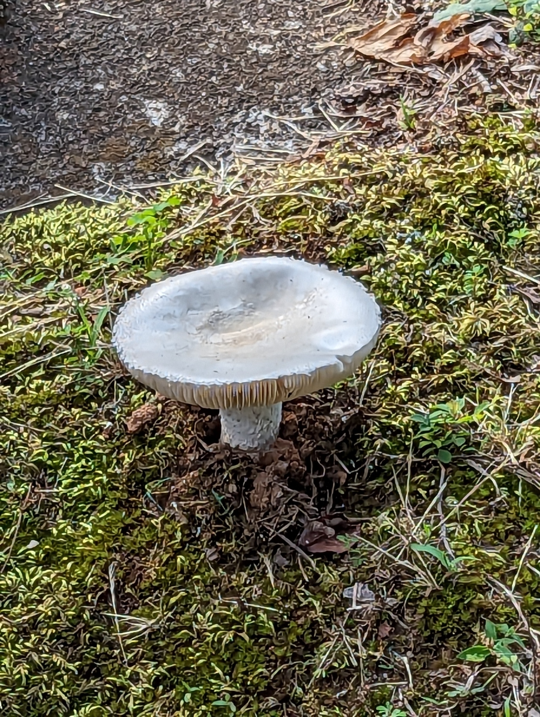 Large, glossy, white mushroom surrounded by grass with water pooling in its upturned cup. 