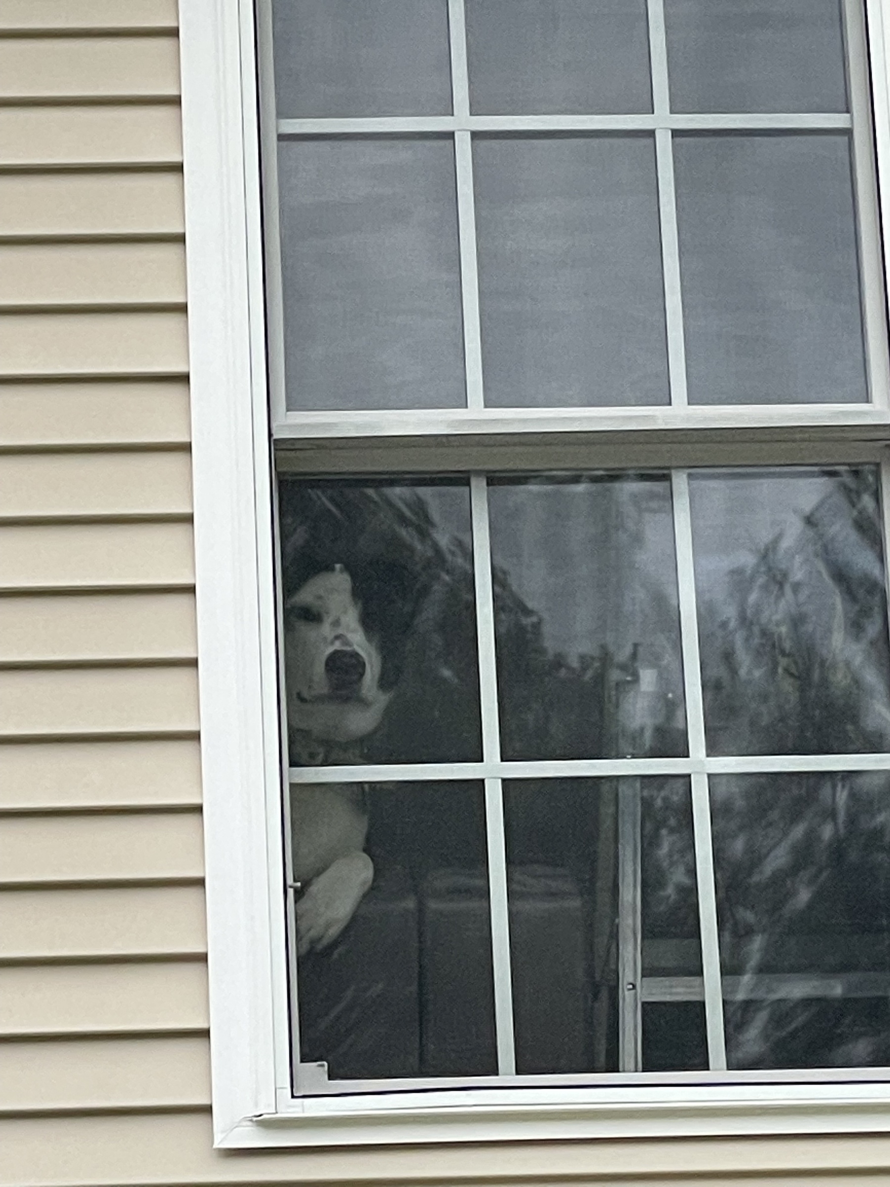 Zoomed in on window to see a dog leaning over a sofa to watch the action outside