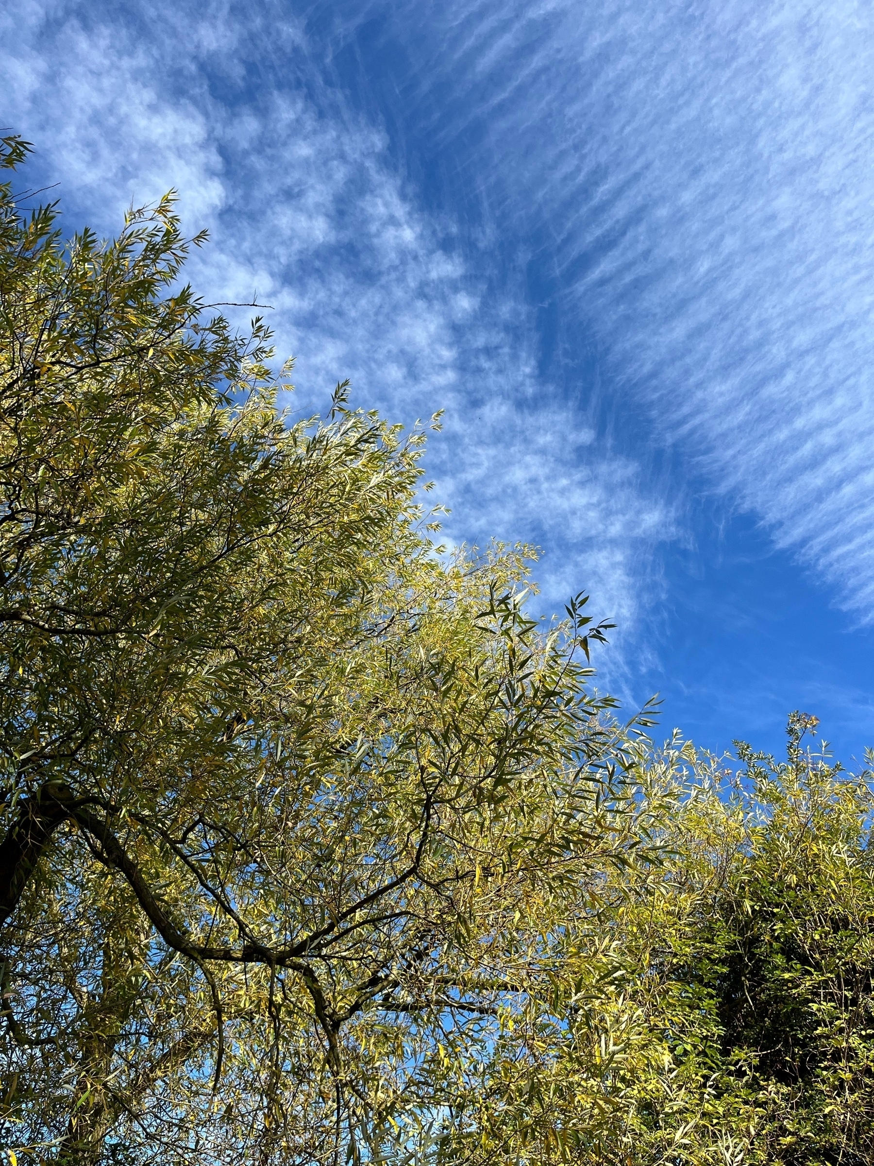 Photo of a willow tree against a blue sky with mackerel clouds. The leaves are just turning to gold as autumn progresses. 